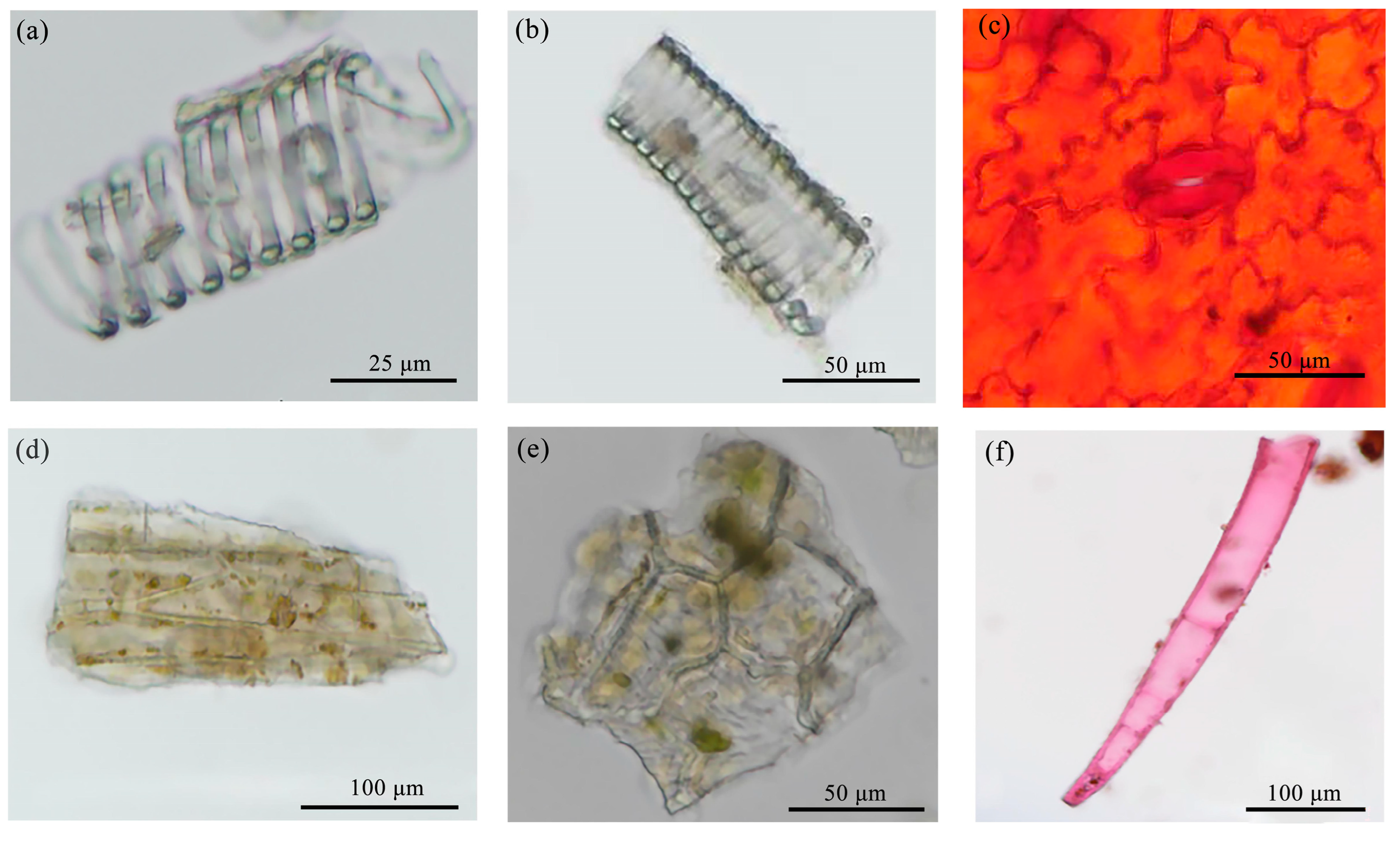 Molecules 29 05503 g006