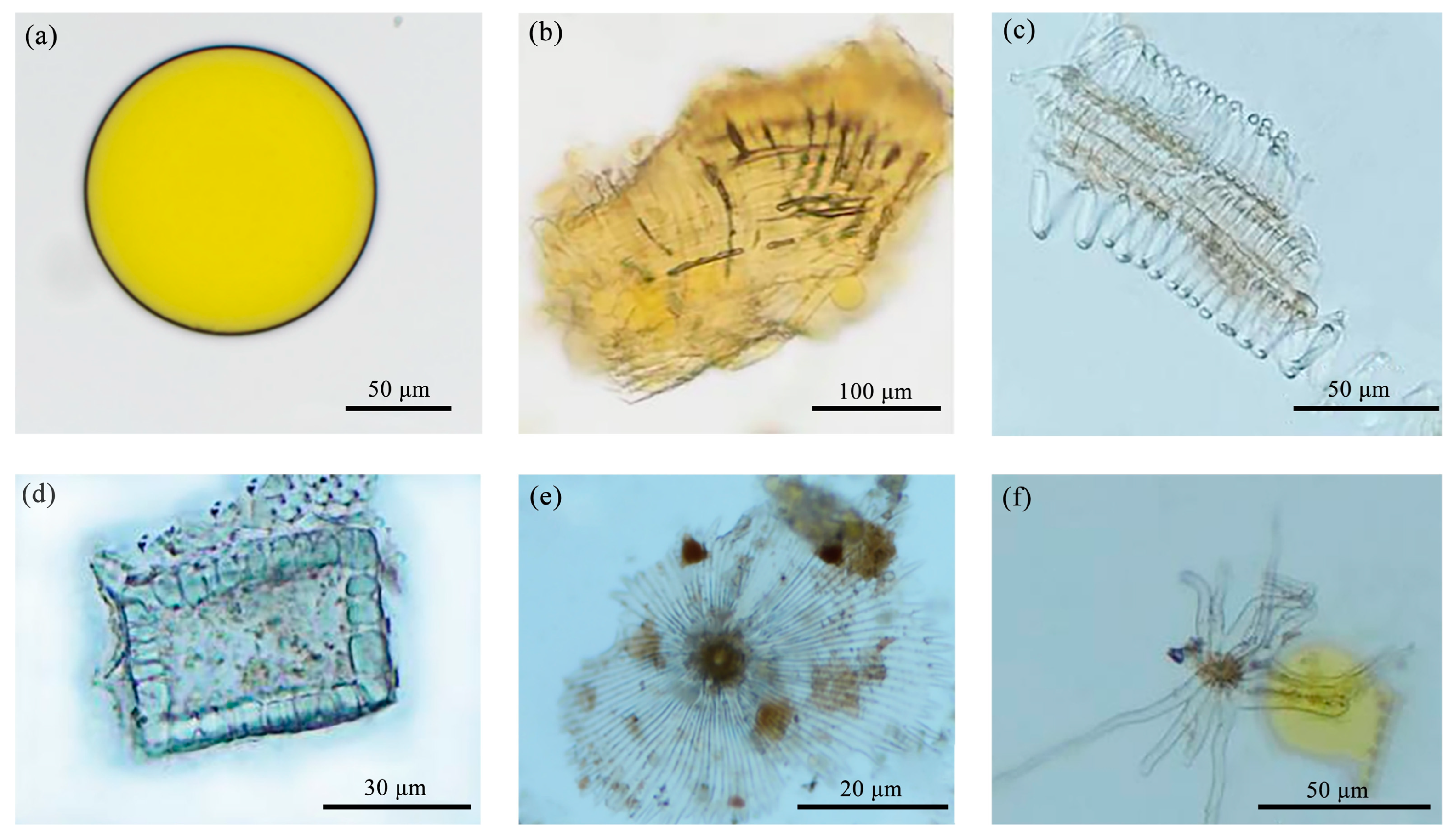 Molecules 29 05503 g007