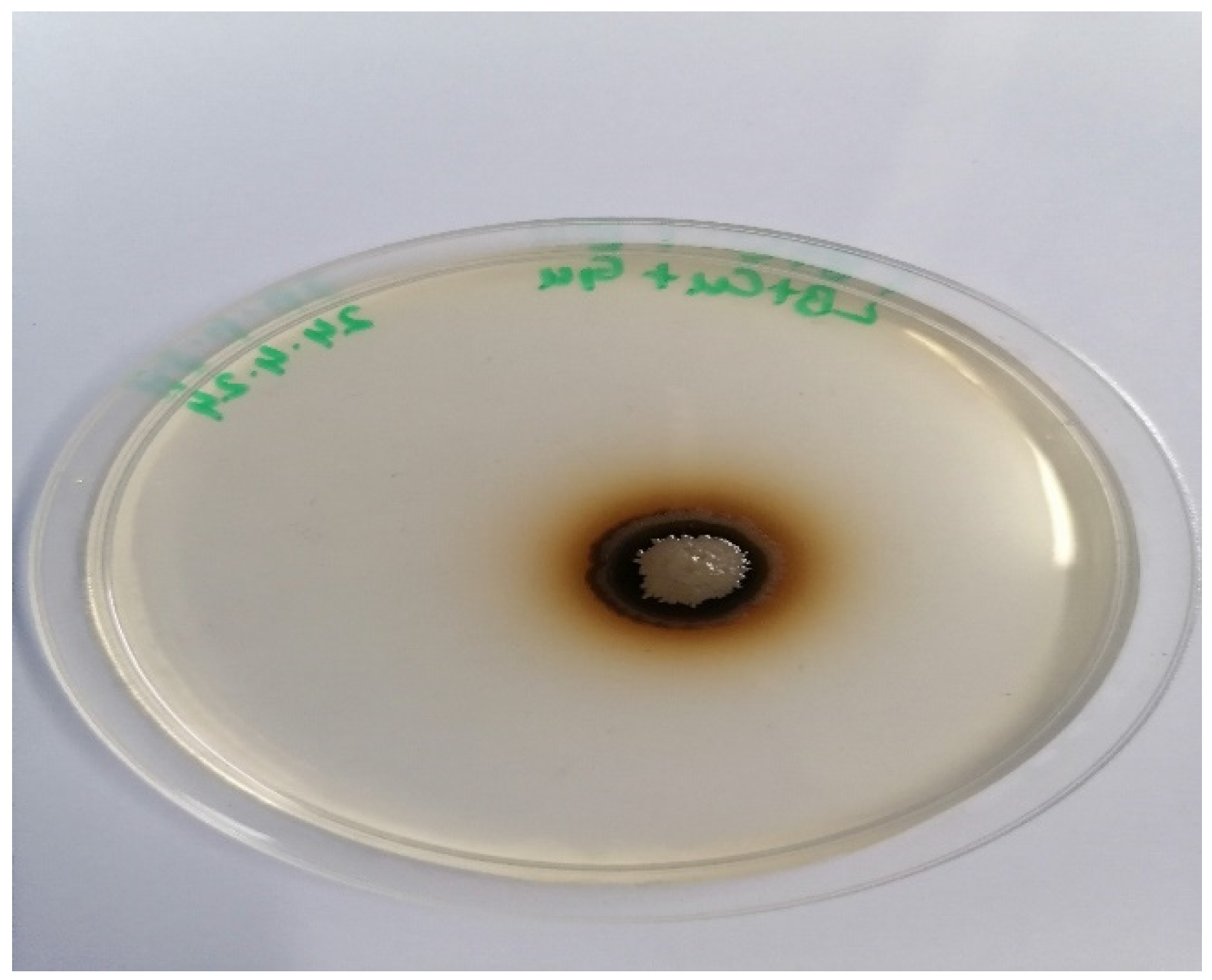 Molecules 29 05514 g001