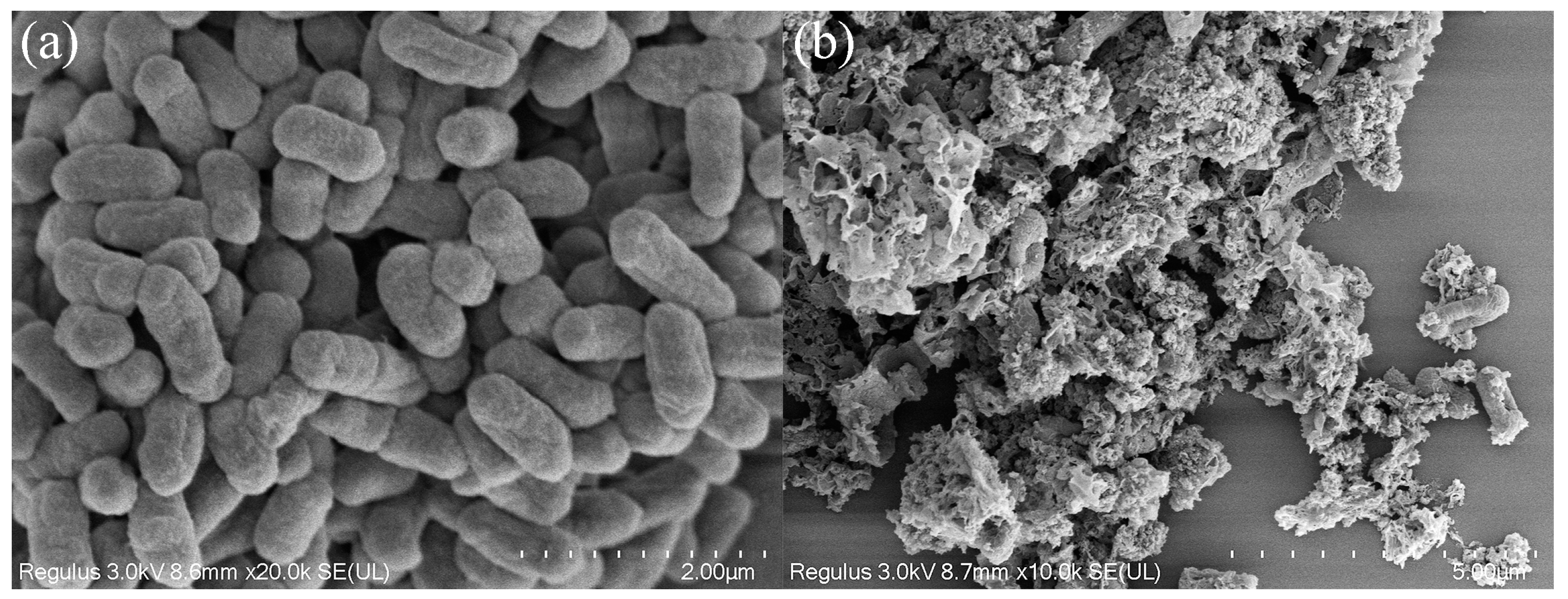 Molecules 29 05557 g013 Molecules 29 05557 g013