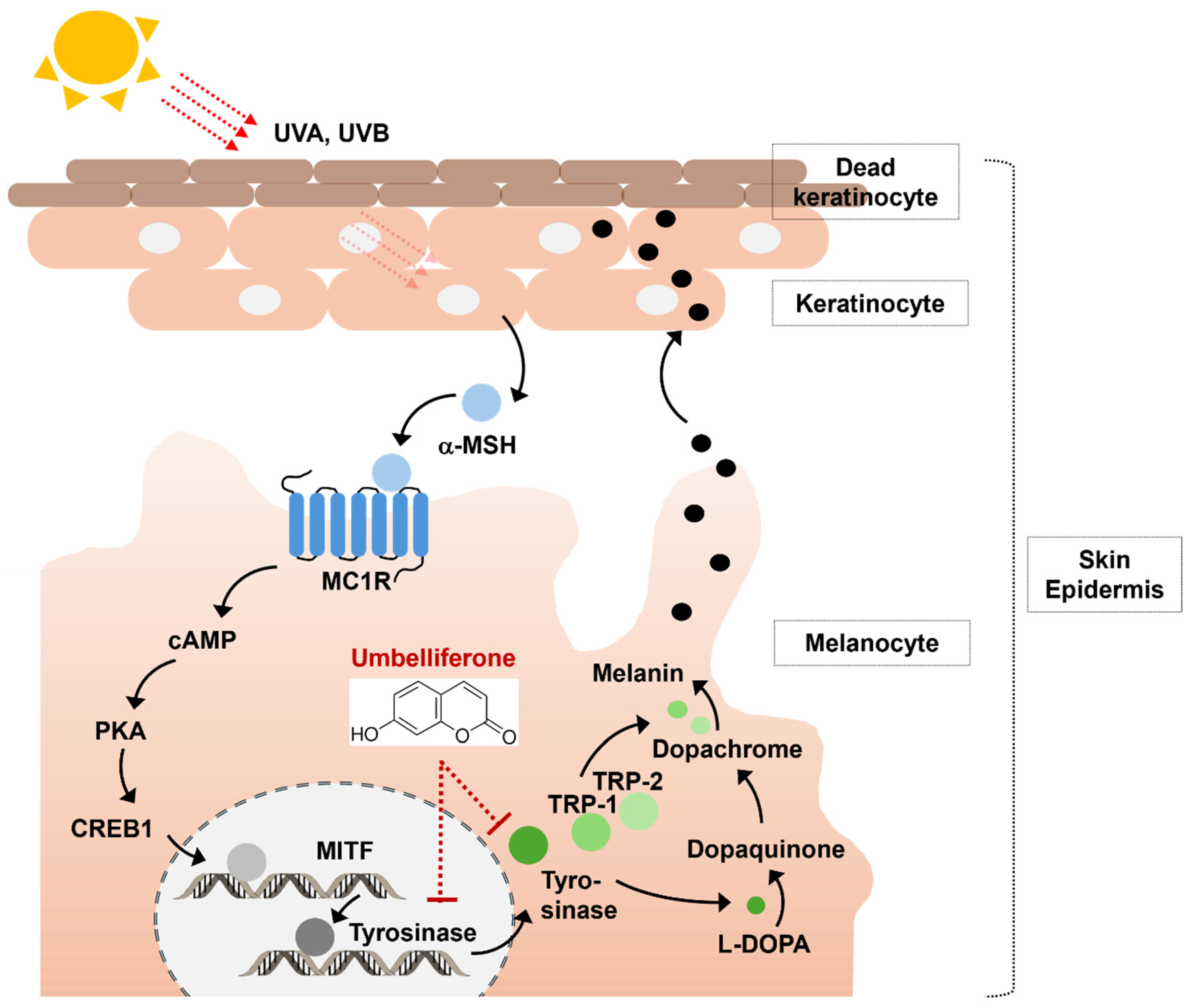 Molecules 29 05571 g005