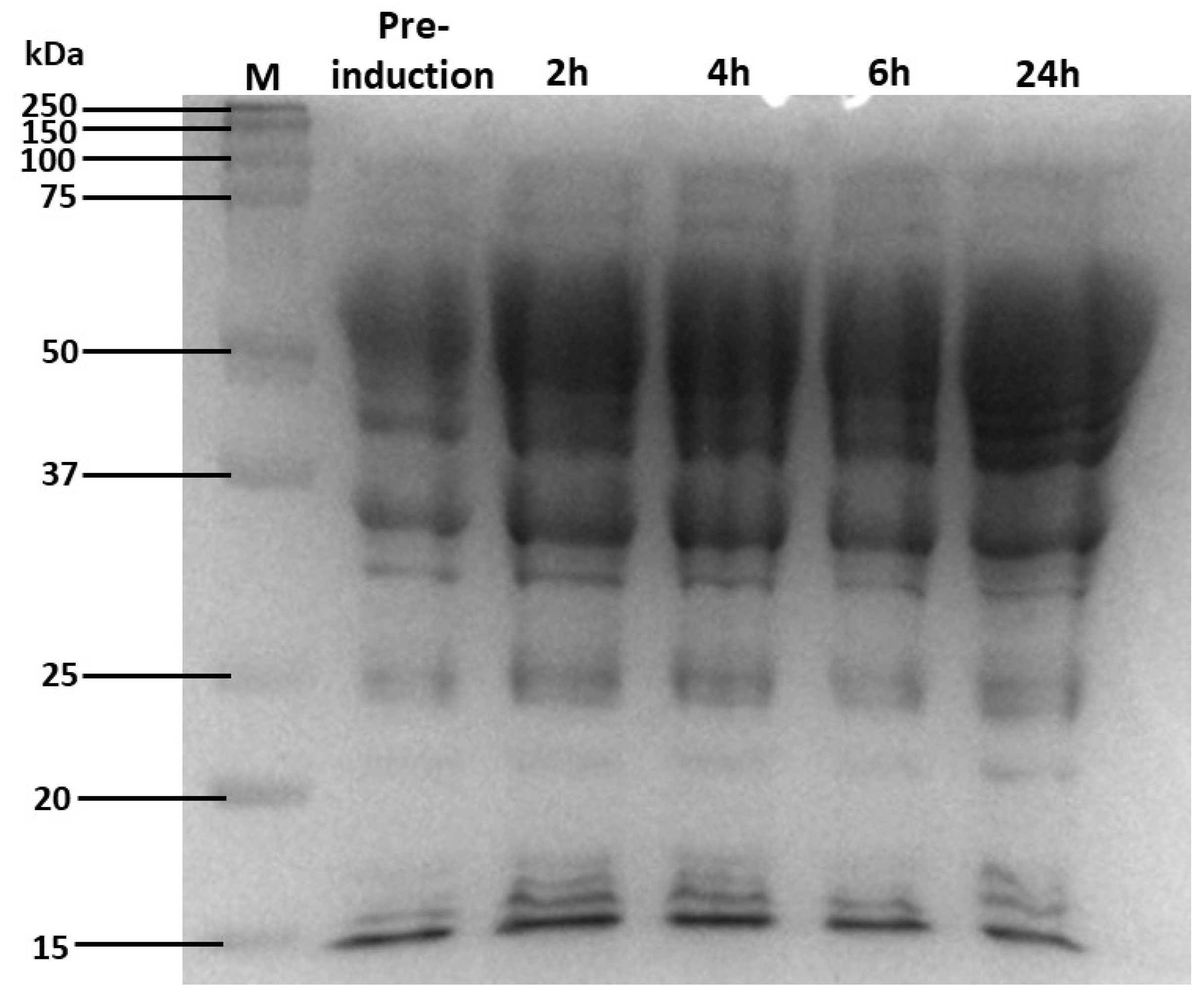 Molecules 29 05578 g002