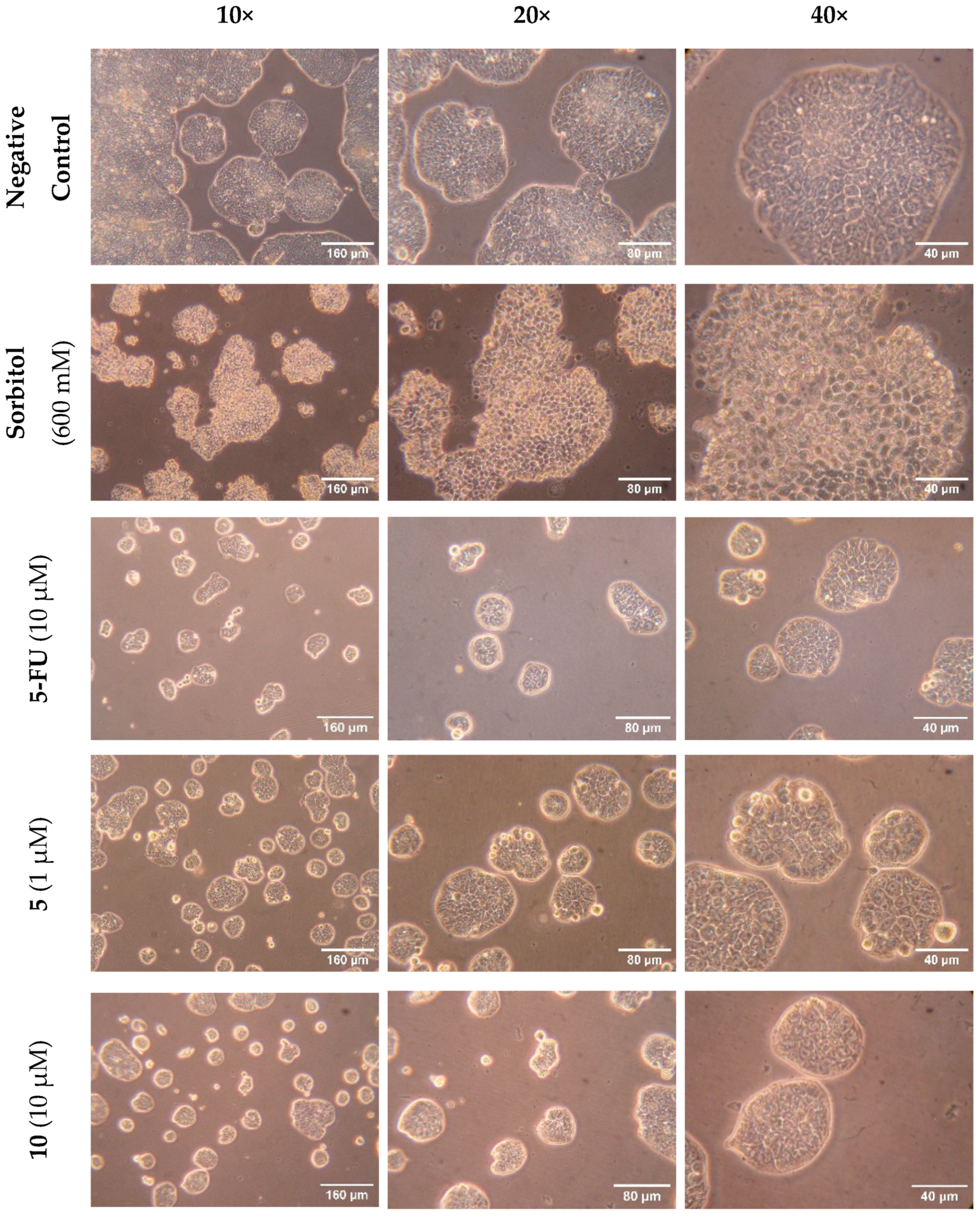 Molecules 29 05581 g004