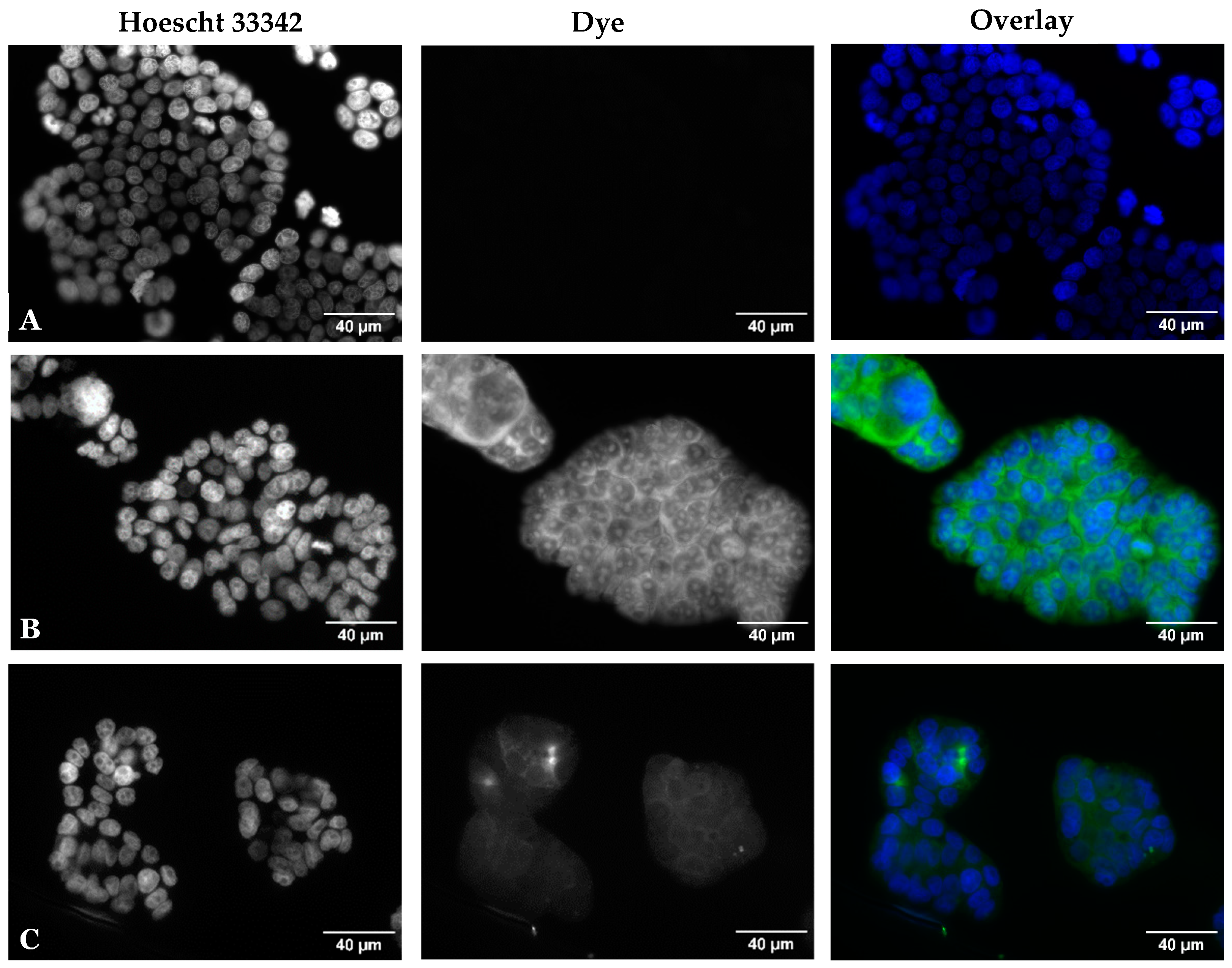 Molecules 29 05581 g005