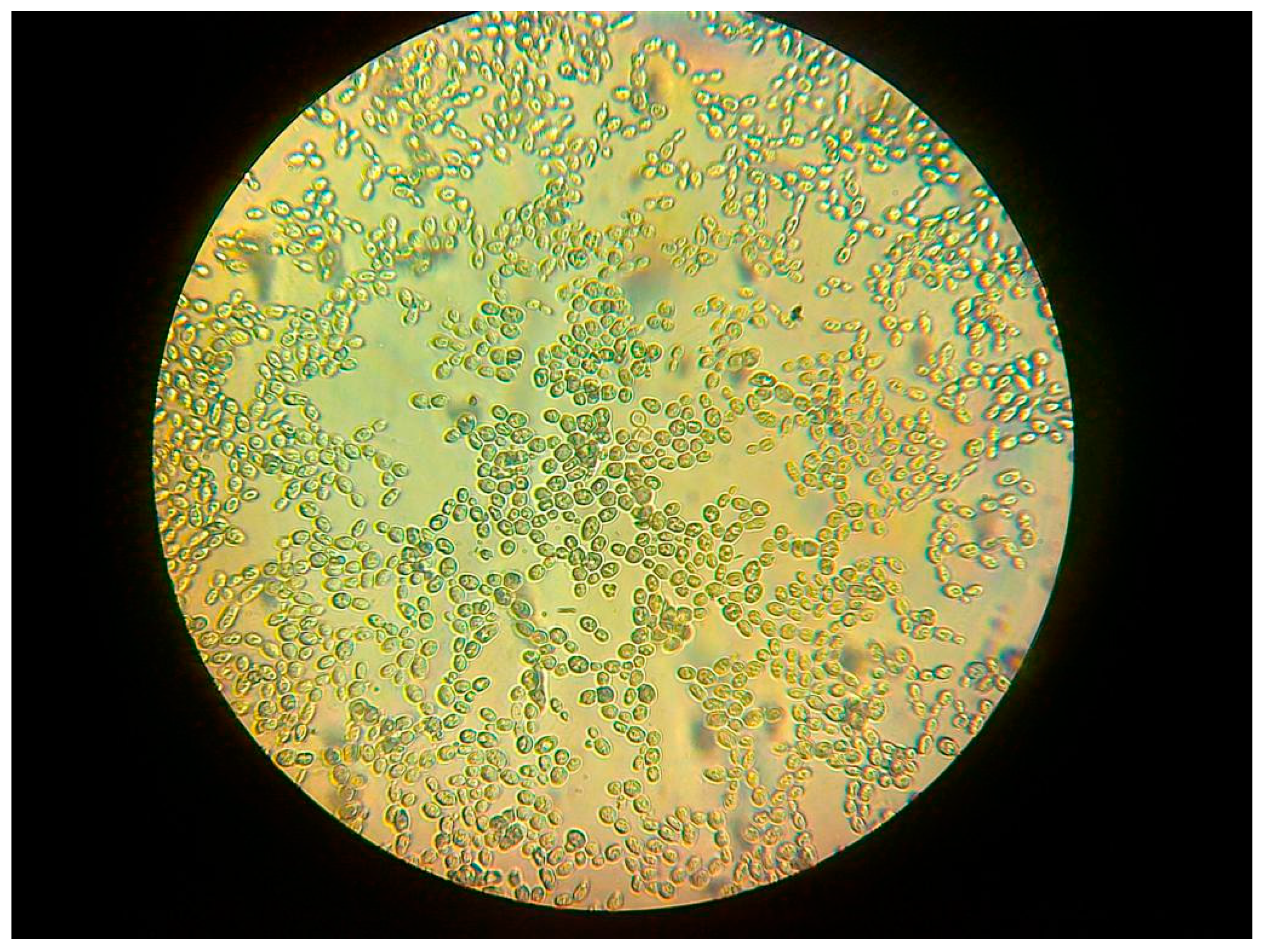 Molecules 29 05607 g002 Molecules 29 05607 g002
