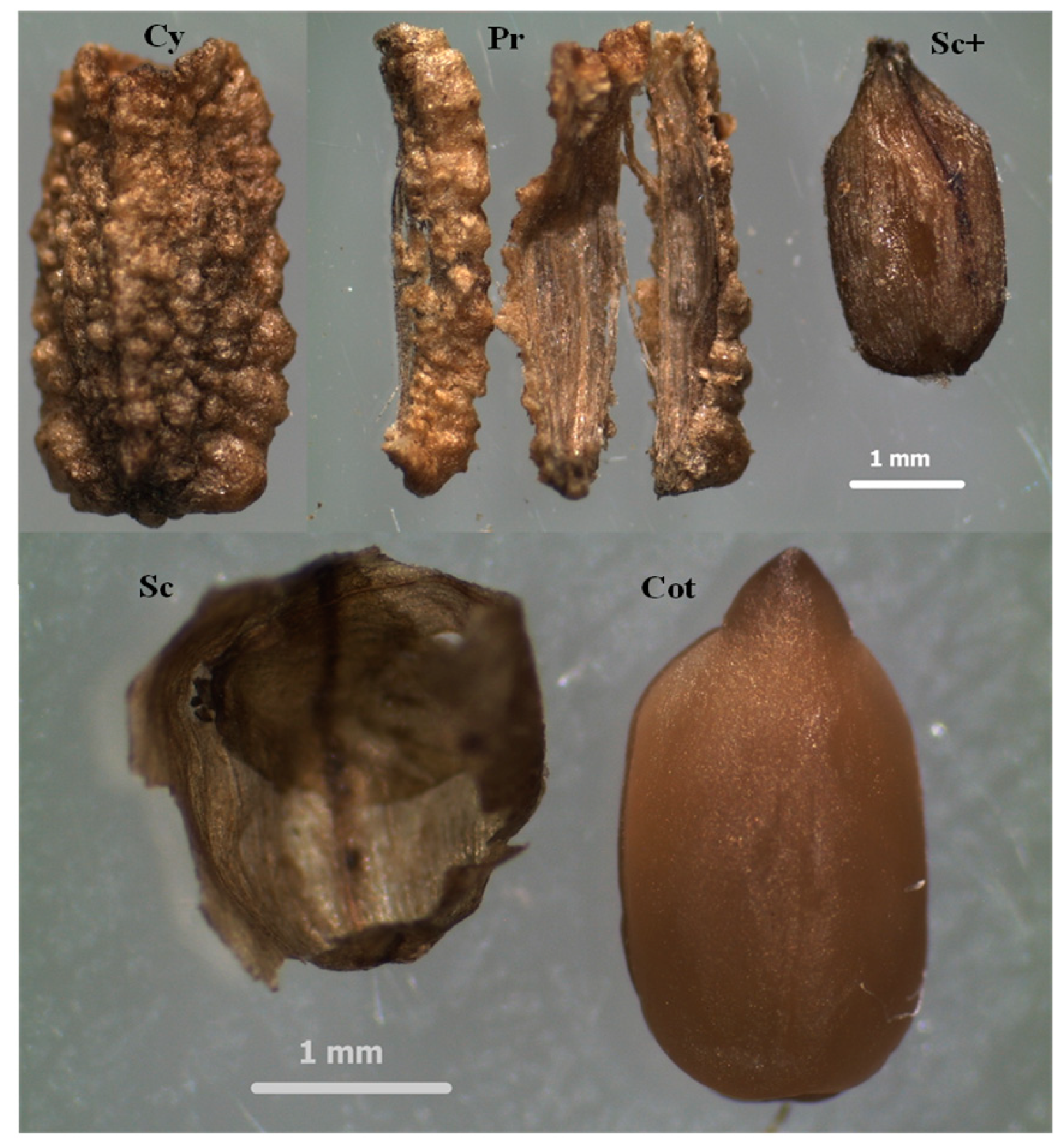 Molecules 29 05651 g001 Molecules 29 05651 g001