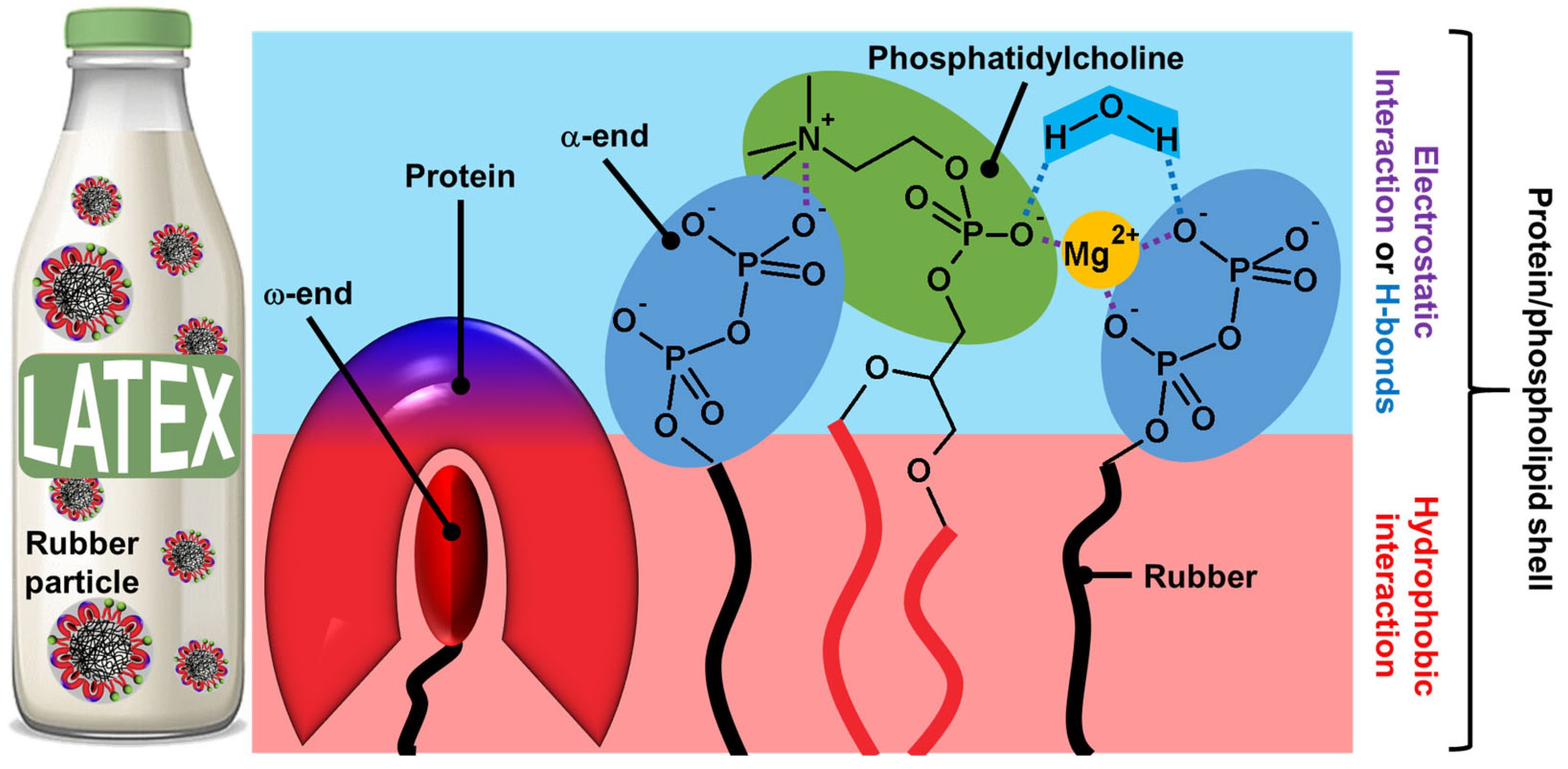 Molecules 29 05657 g004 Molecules 29 05657 g004