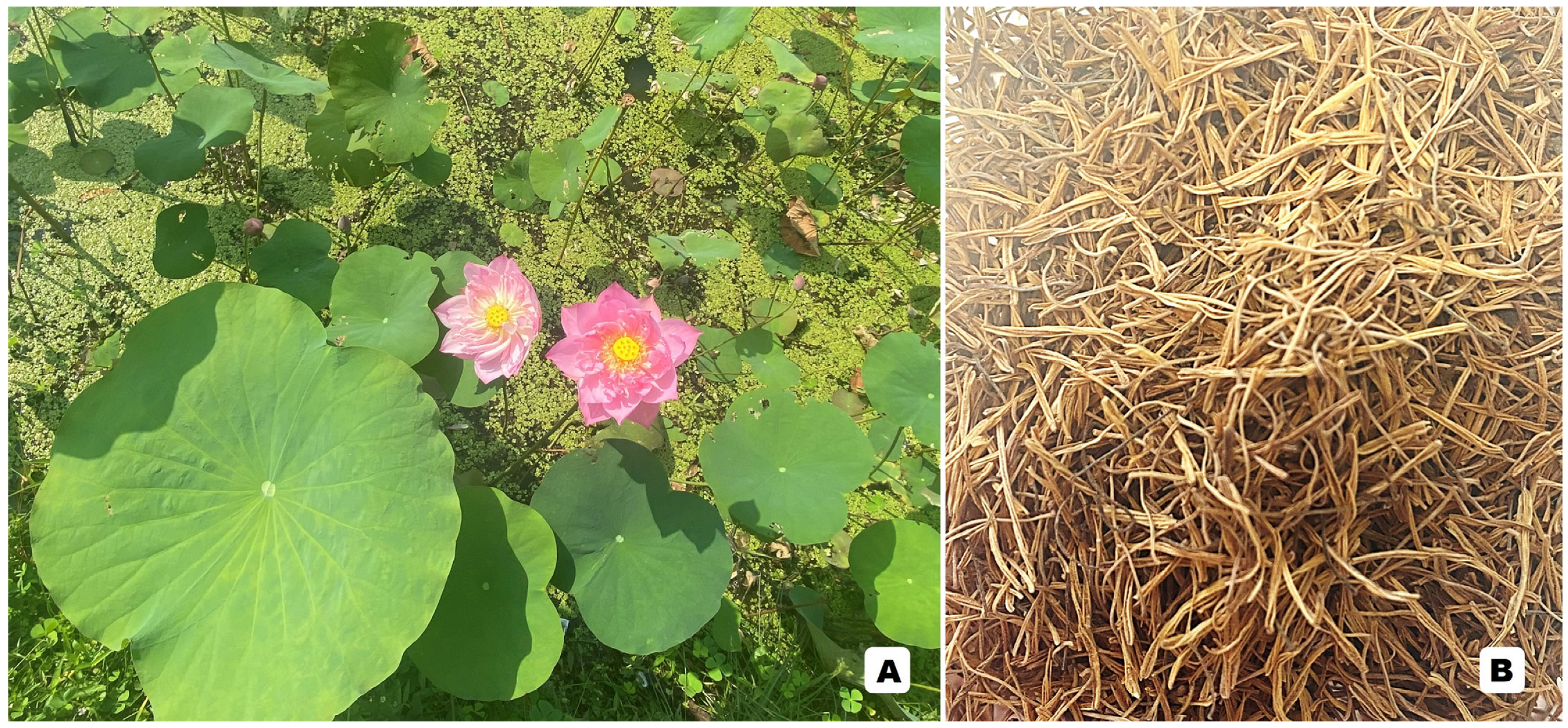 Molecules 29 05760 g002