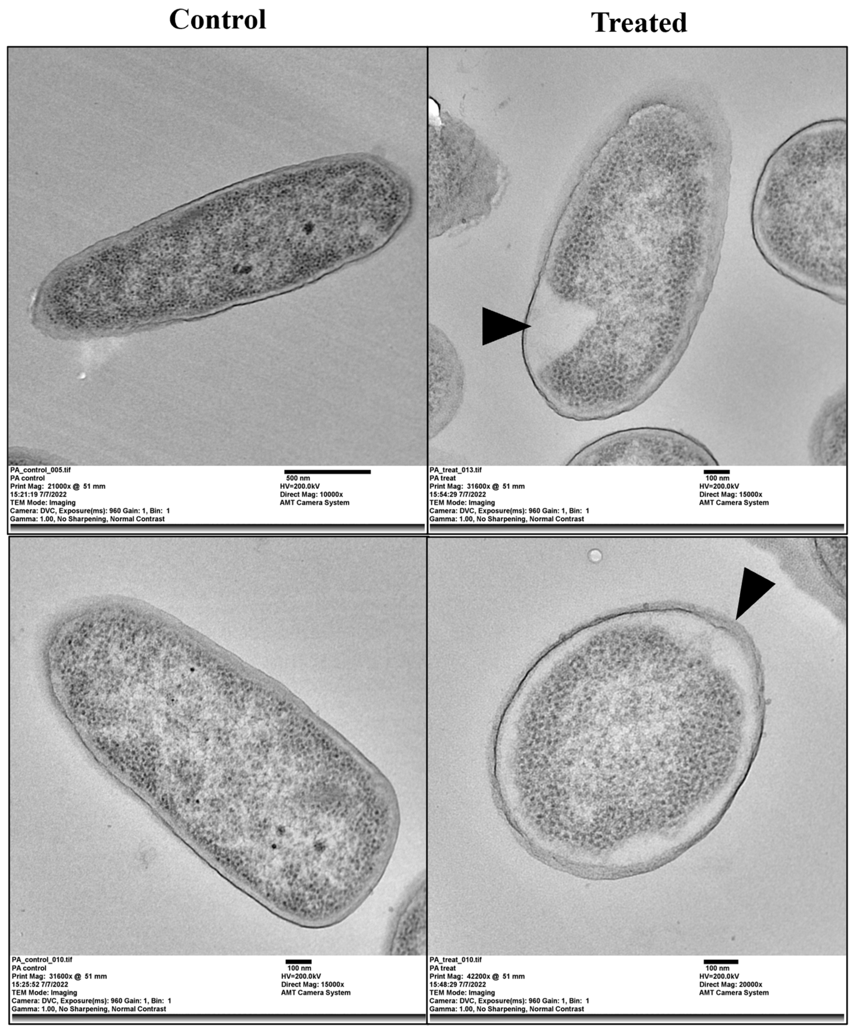 Molecules 29 05779 g007