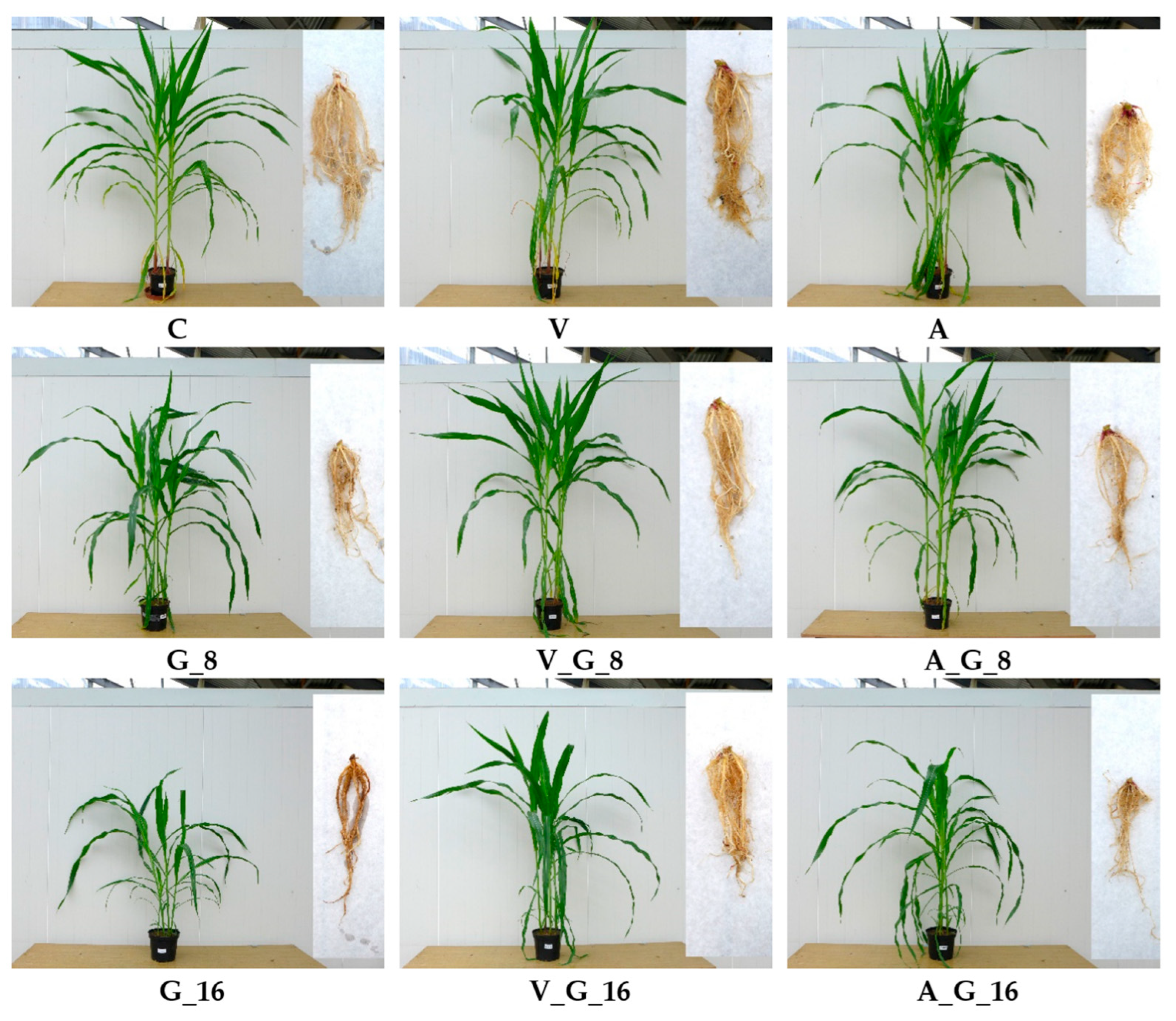 Molecules 29 05838 sch001