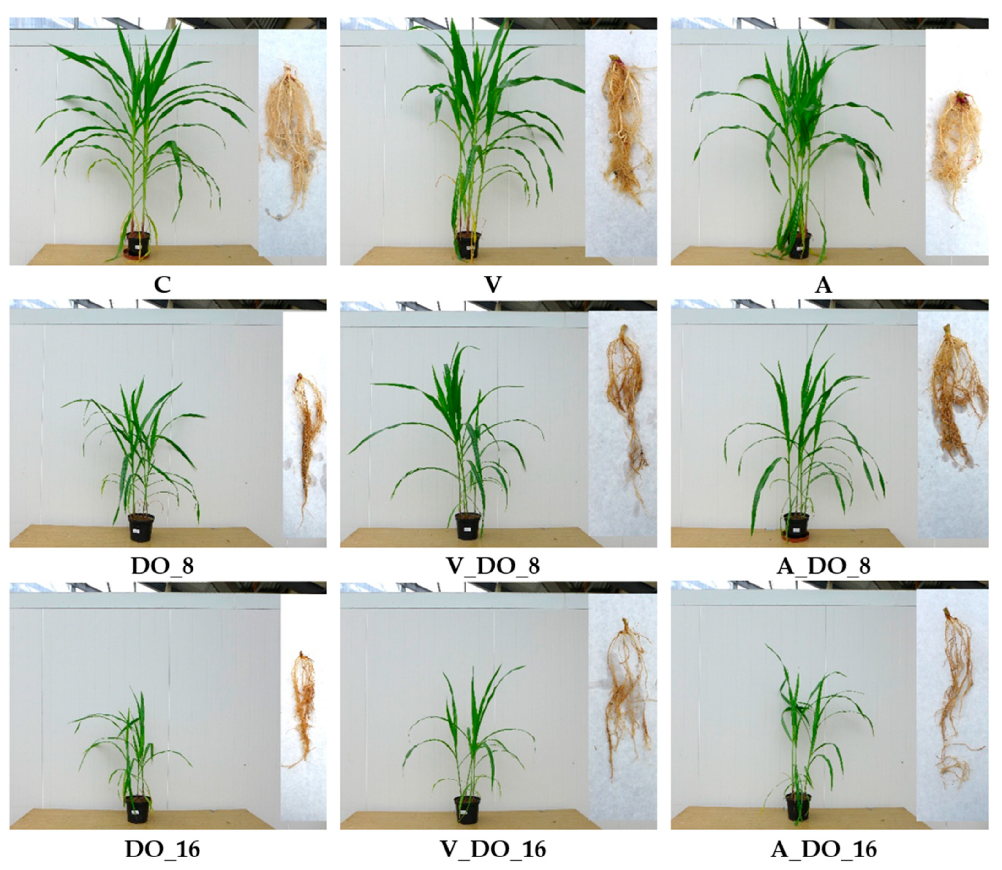 Molecules 29 05838 sch002