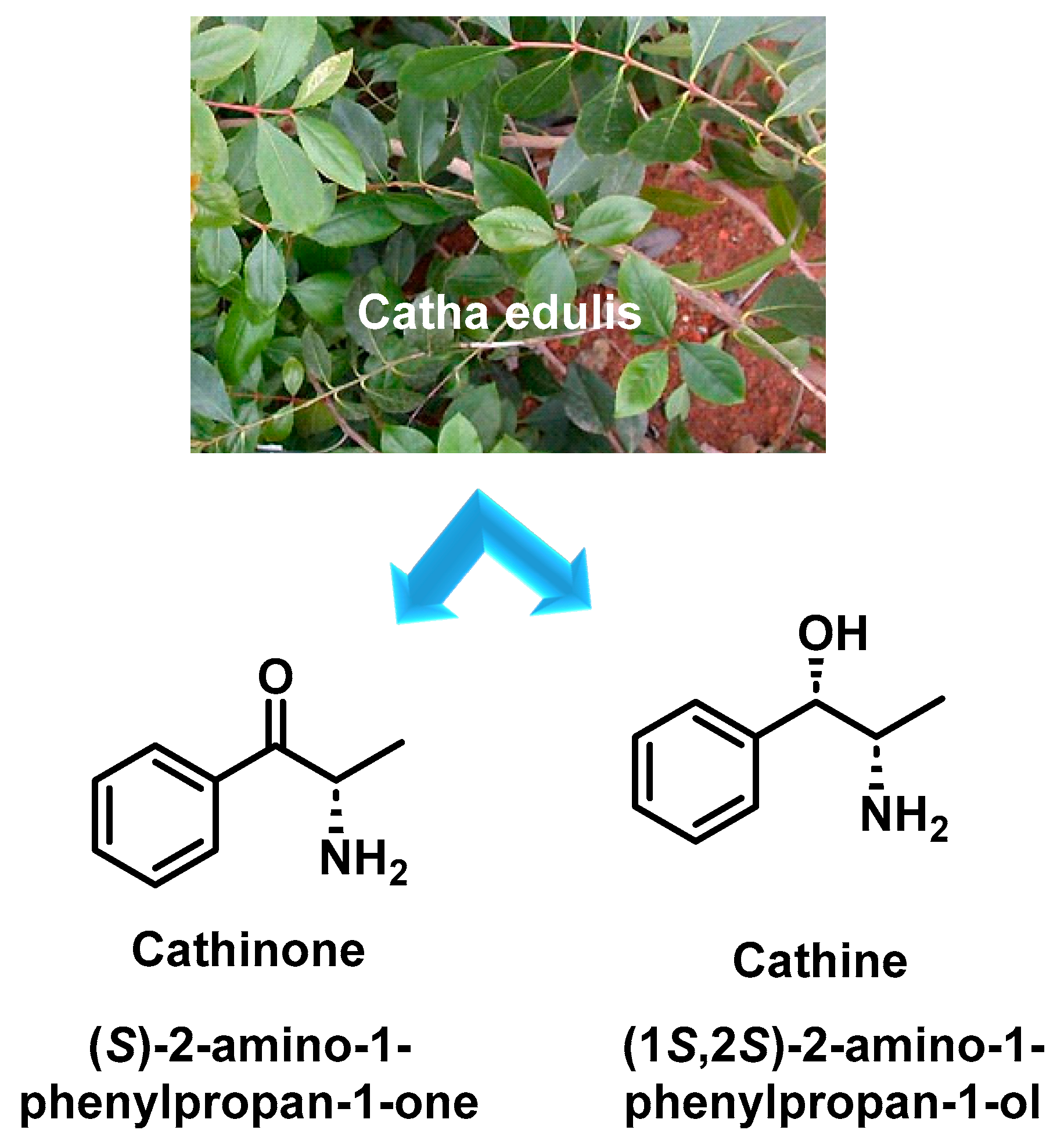 Molecules 29 05918 g001