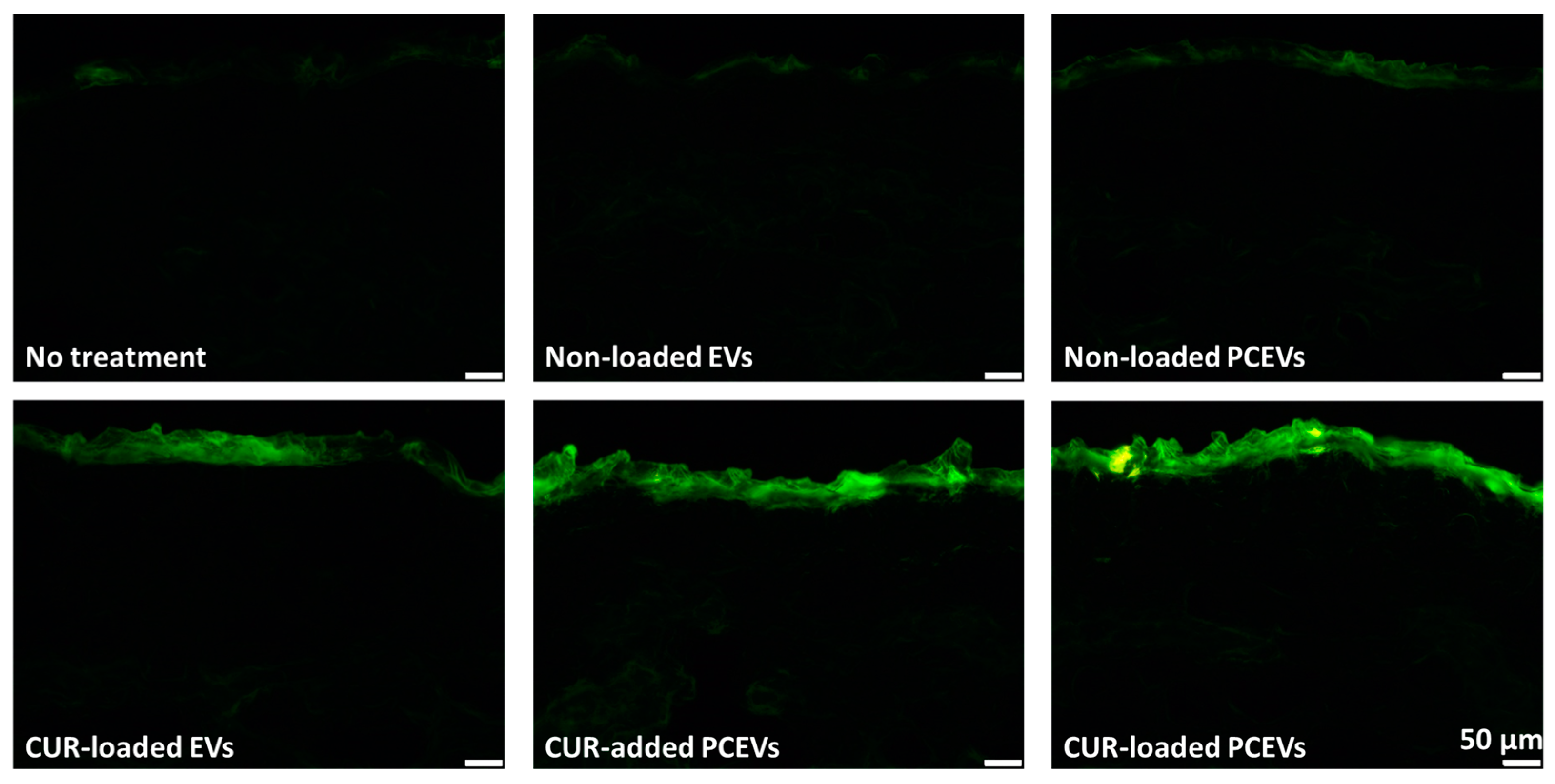 Molecules 29 05926 g005 Molecules 29 05926 g005