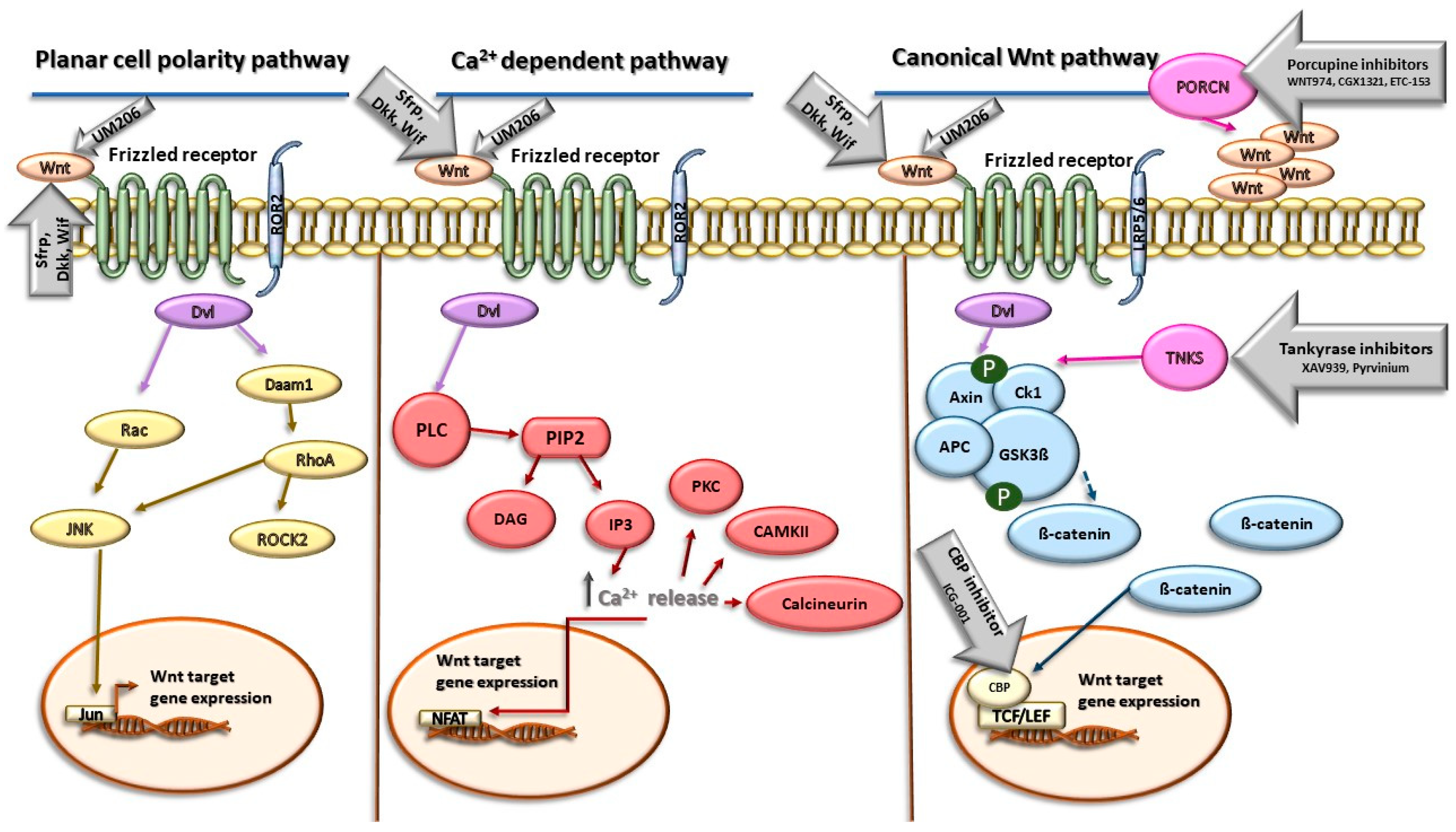 Molecules 29 05958 g001