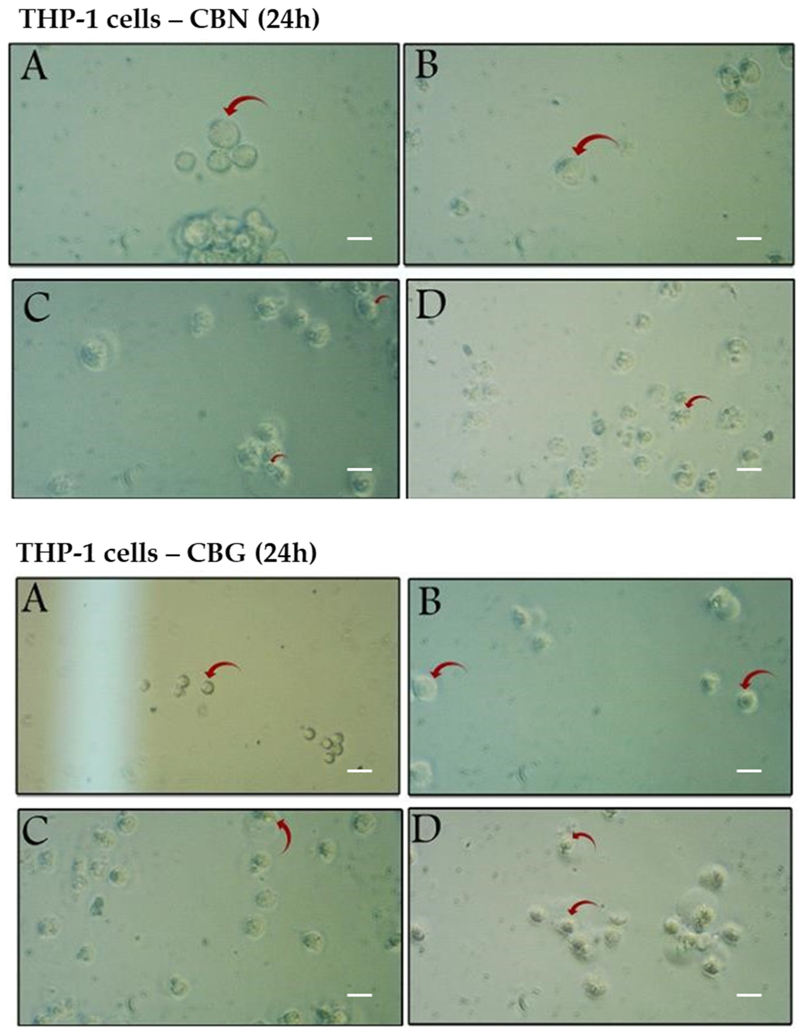 Molecules 29 05970 g004