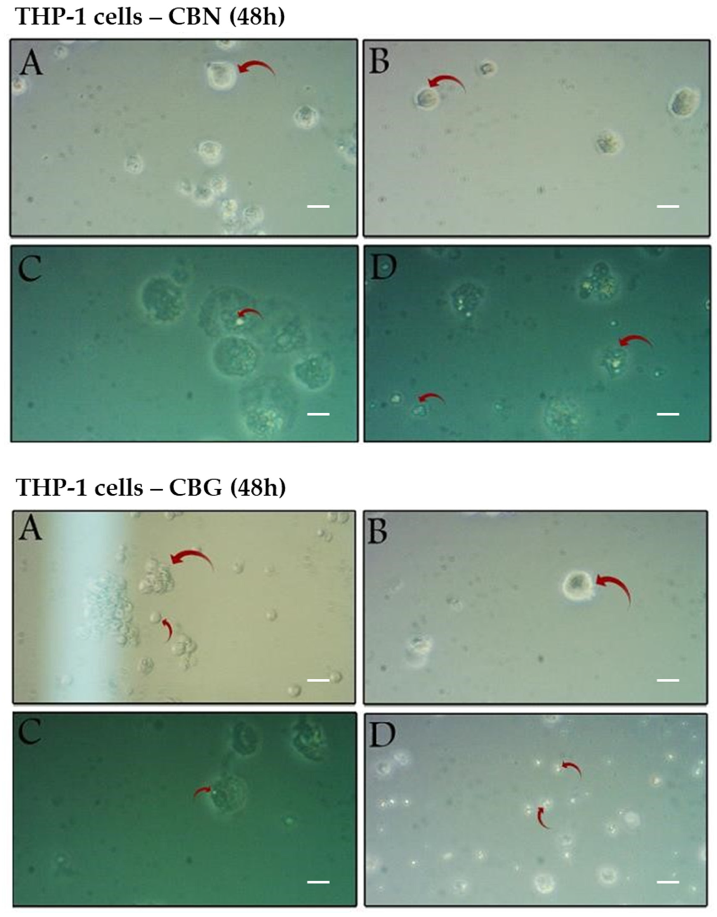 Molecules 29 05970 g005
