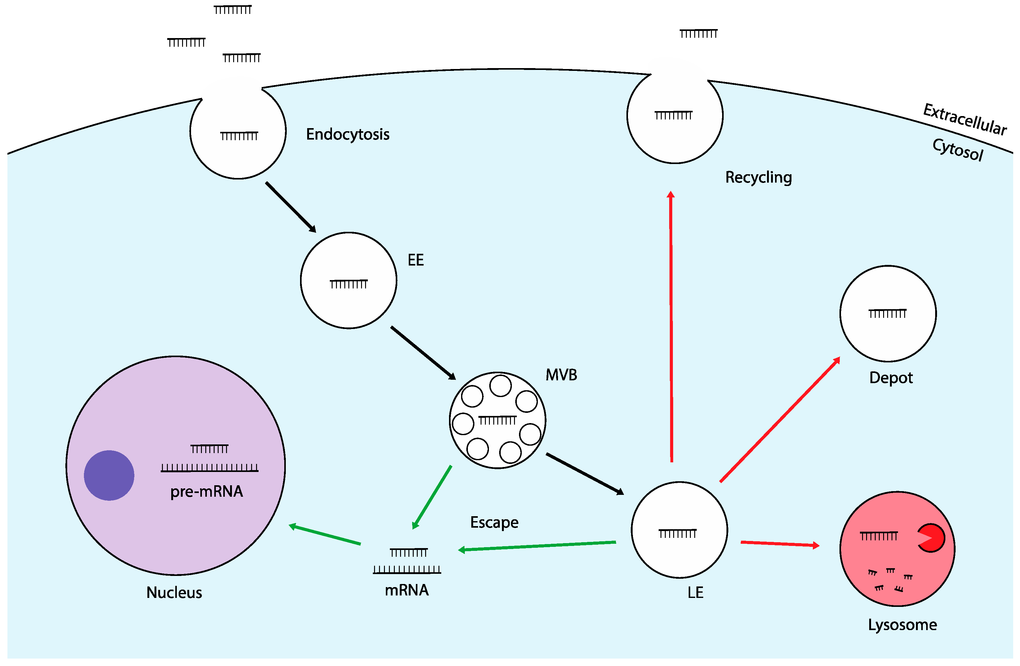 Molecules 29 05997 g001 Molecules 29 05997 g001