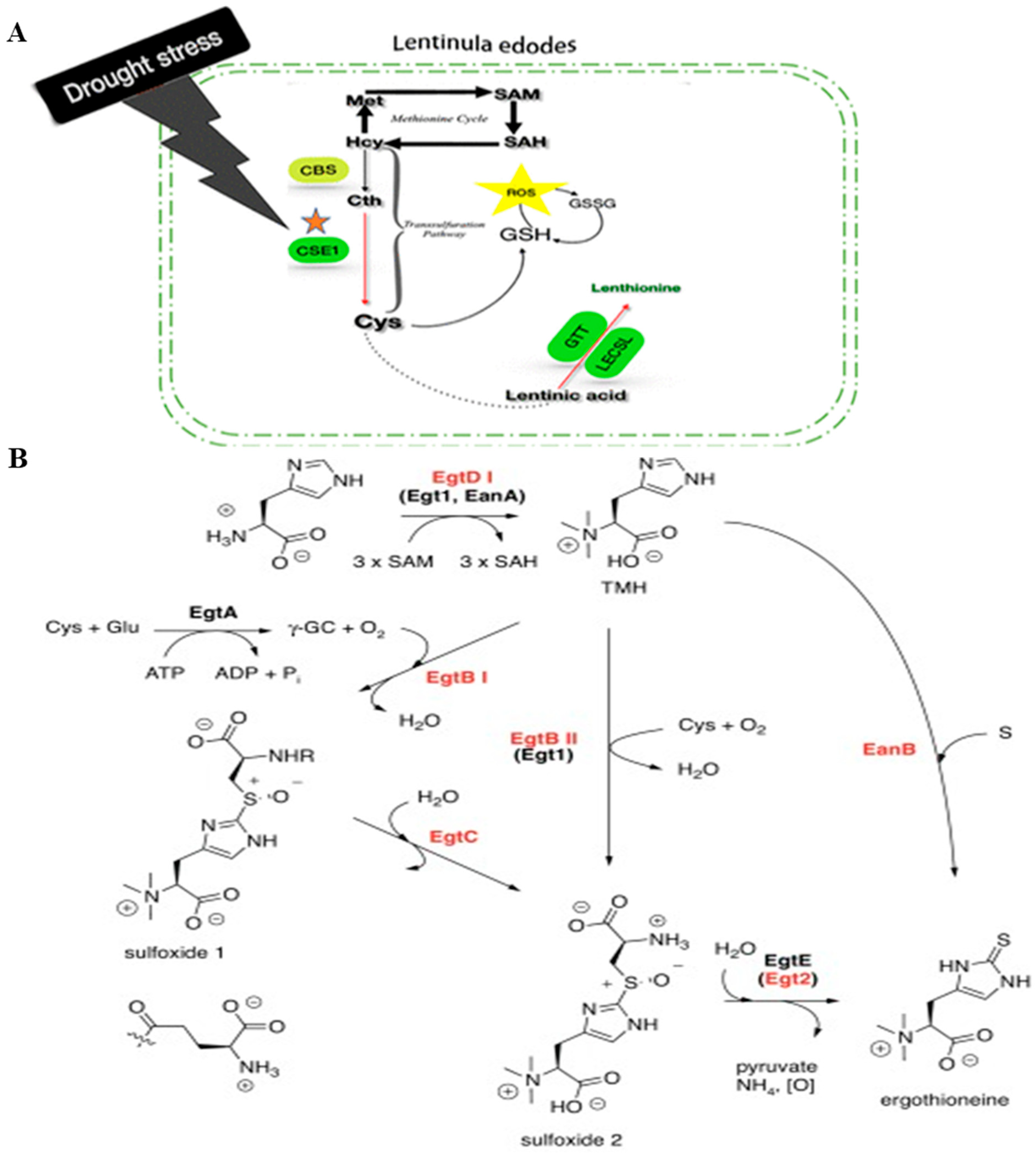 Molecules 29 06005 g001