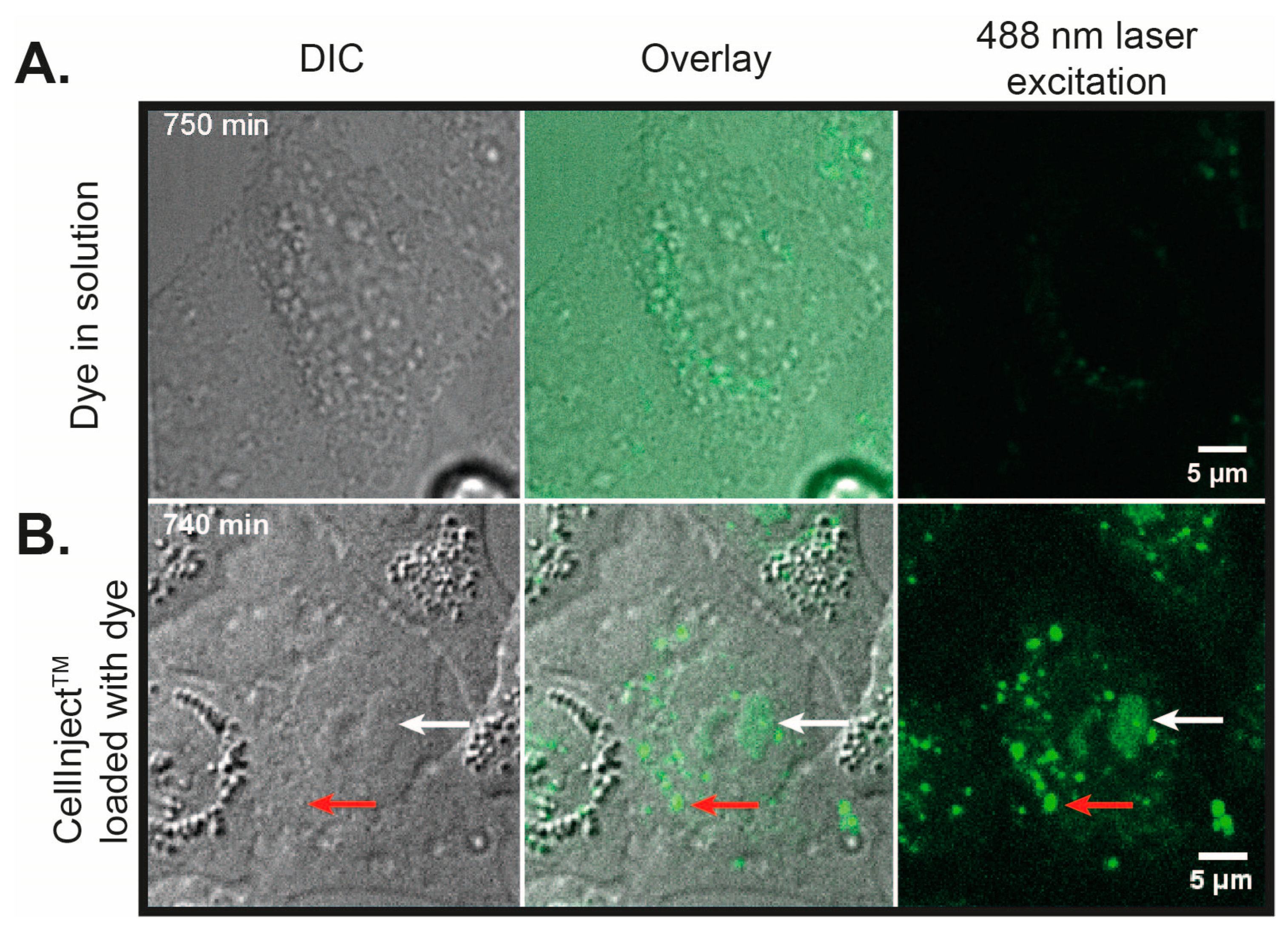 Molecules 29 06038 g005 Molecules 29 06038 g005