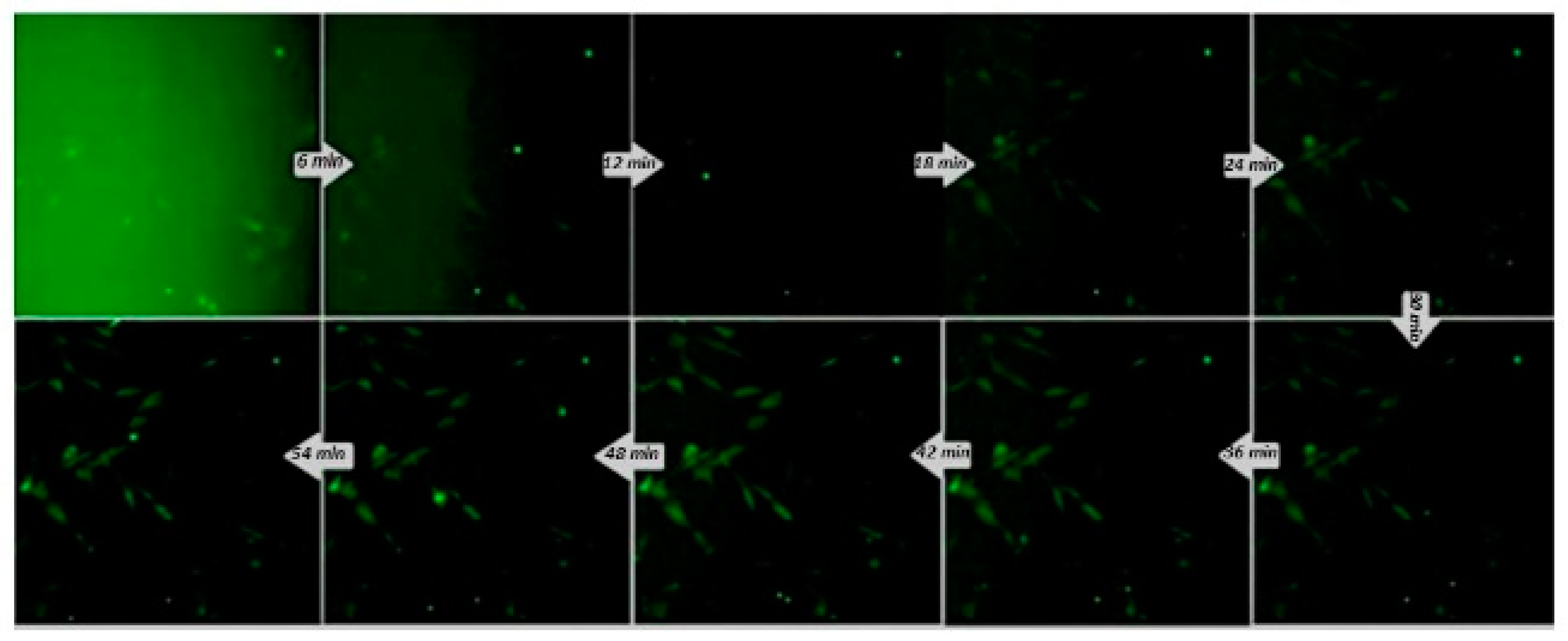 Molecules 29 06038 g008 Molecules 29 06038 g008
