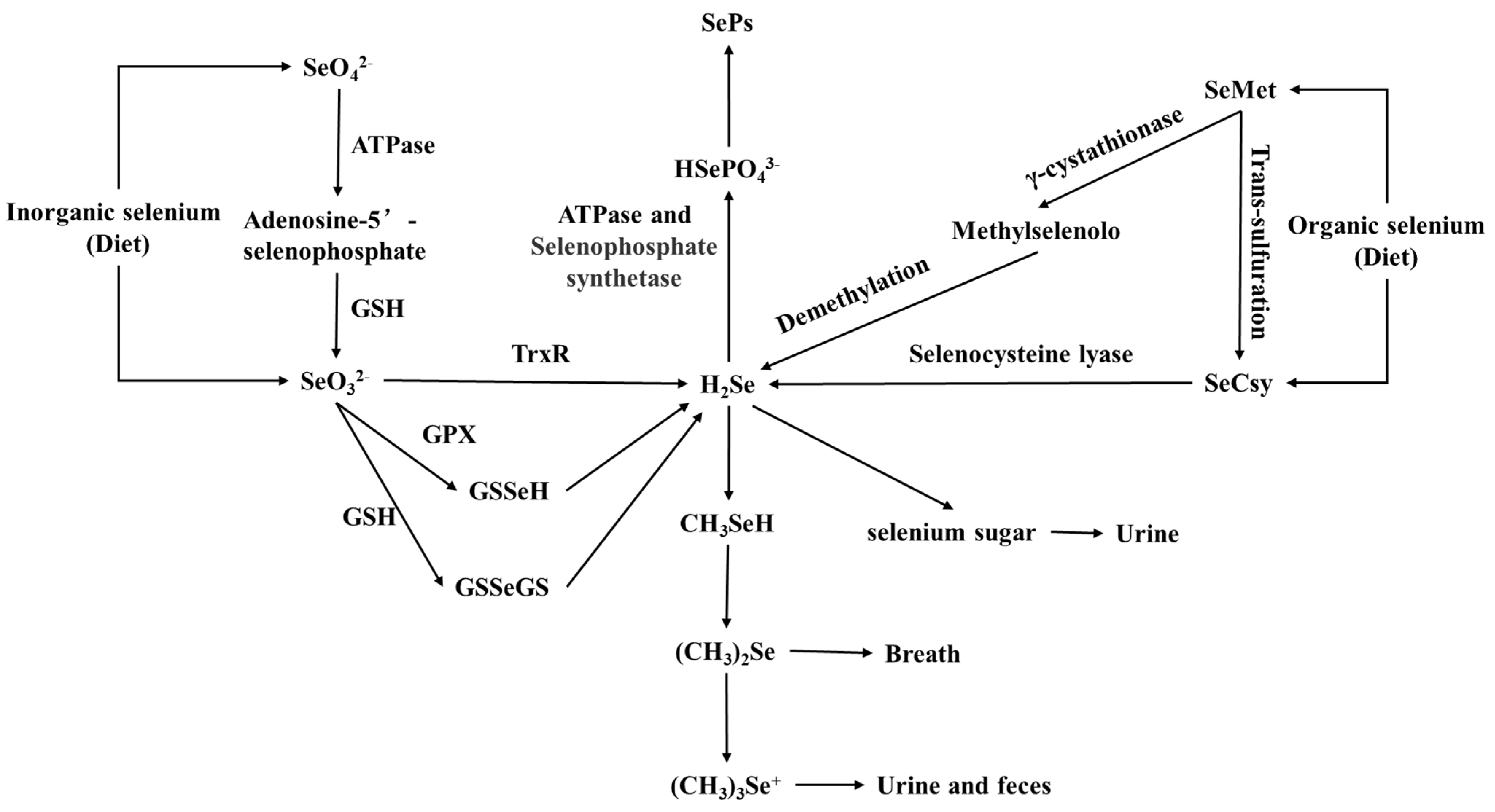 Molecules 30 00050 g004