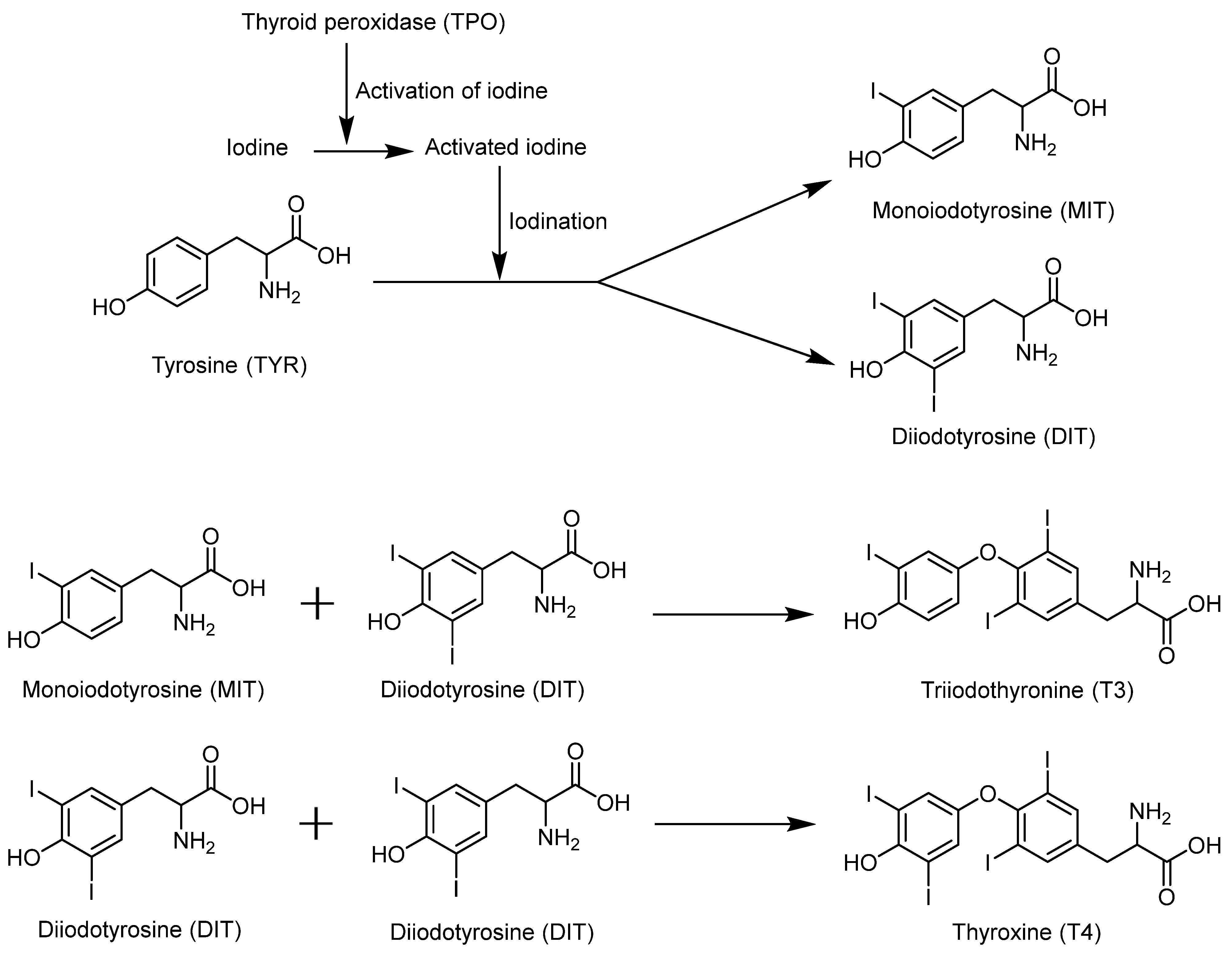 Molecules 30 00050 g008