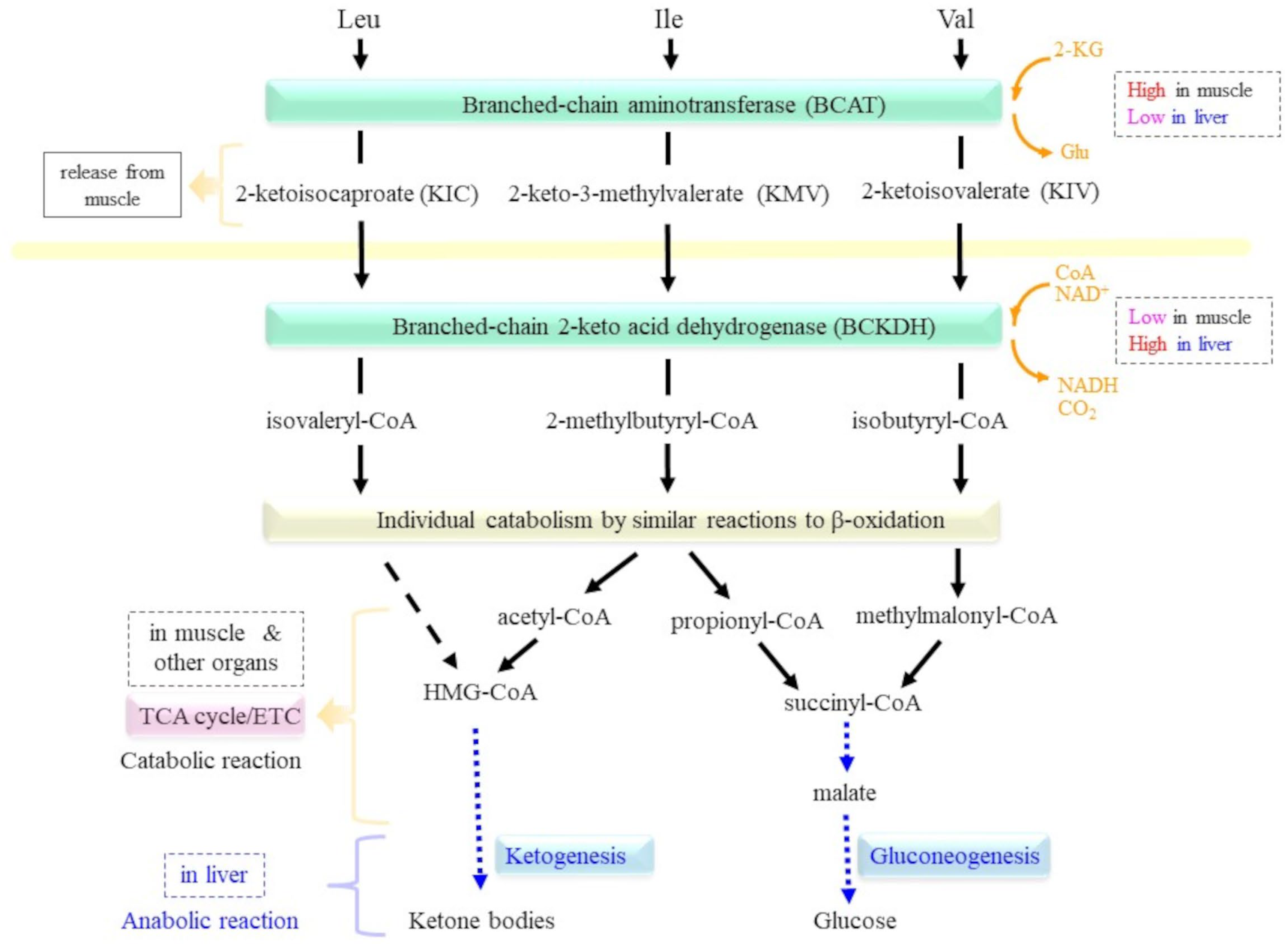 Molecules 30 00056 g004