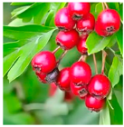 Molecules 30 00073 i001