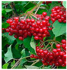 Molecules 30 00073 i003