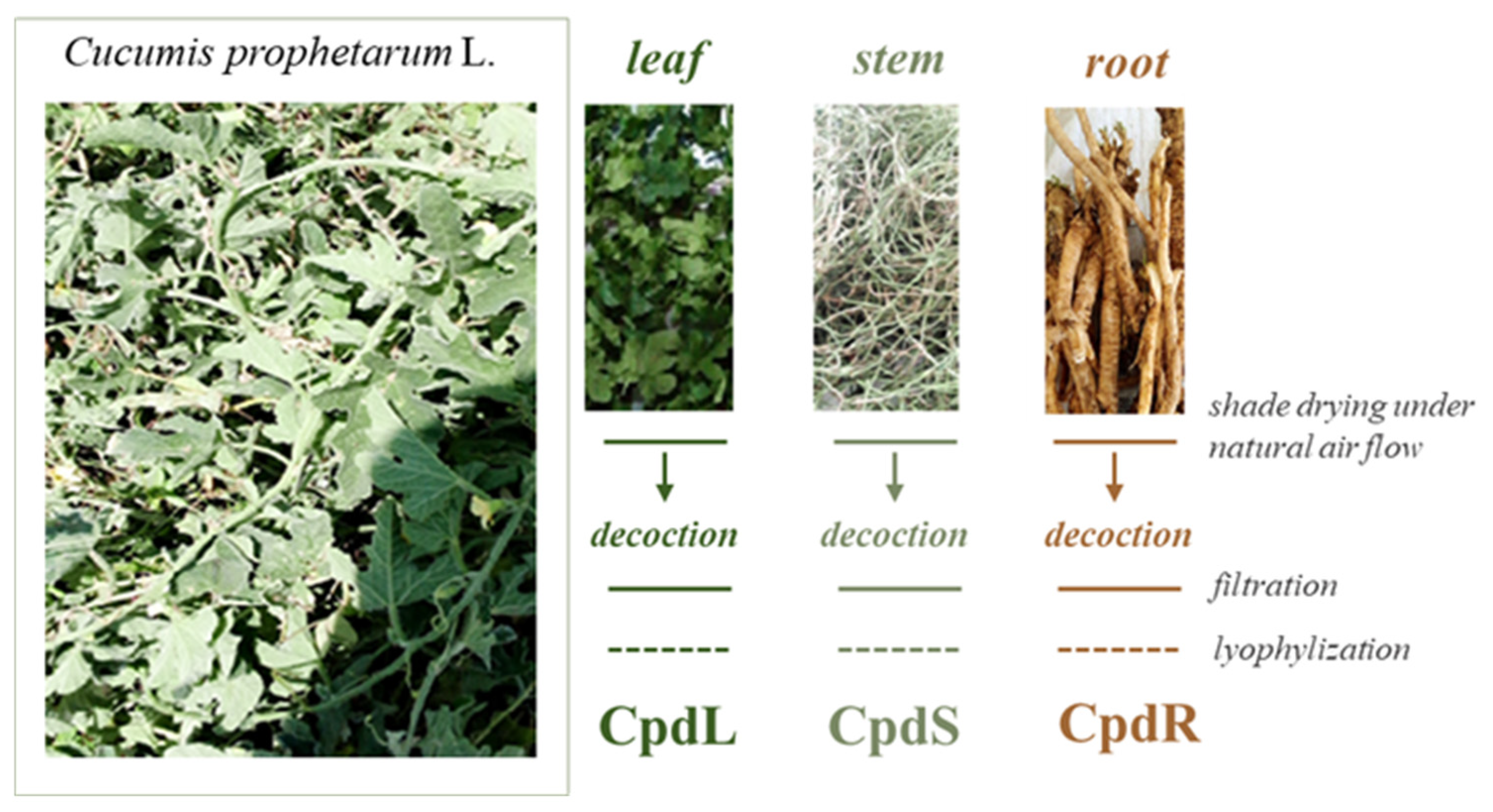 Molecules 30 00098 g001