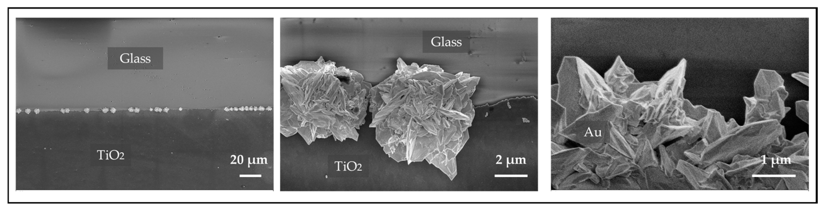 Molecules 30 00099 g004