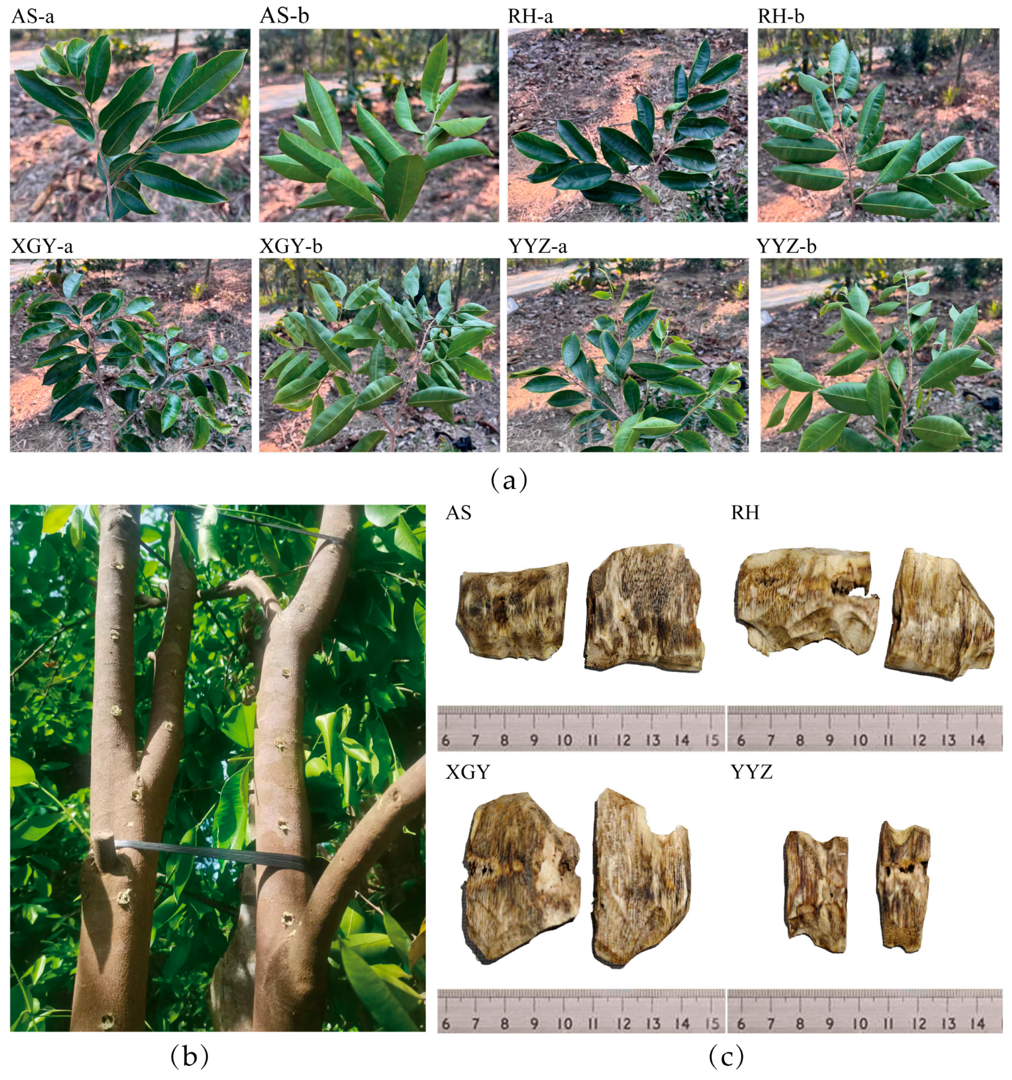 Molecules 30 00352 g006