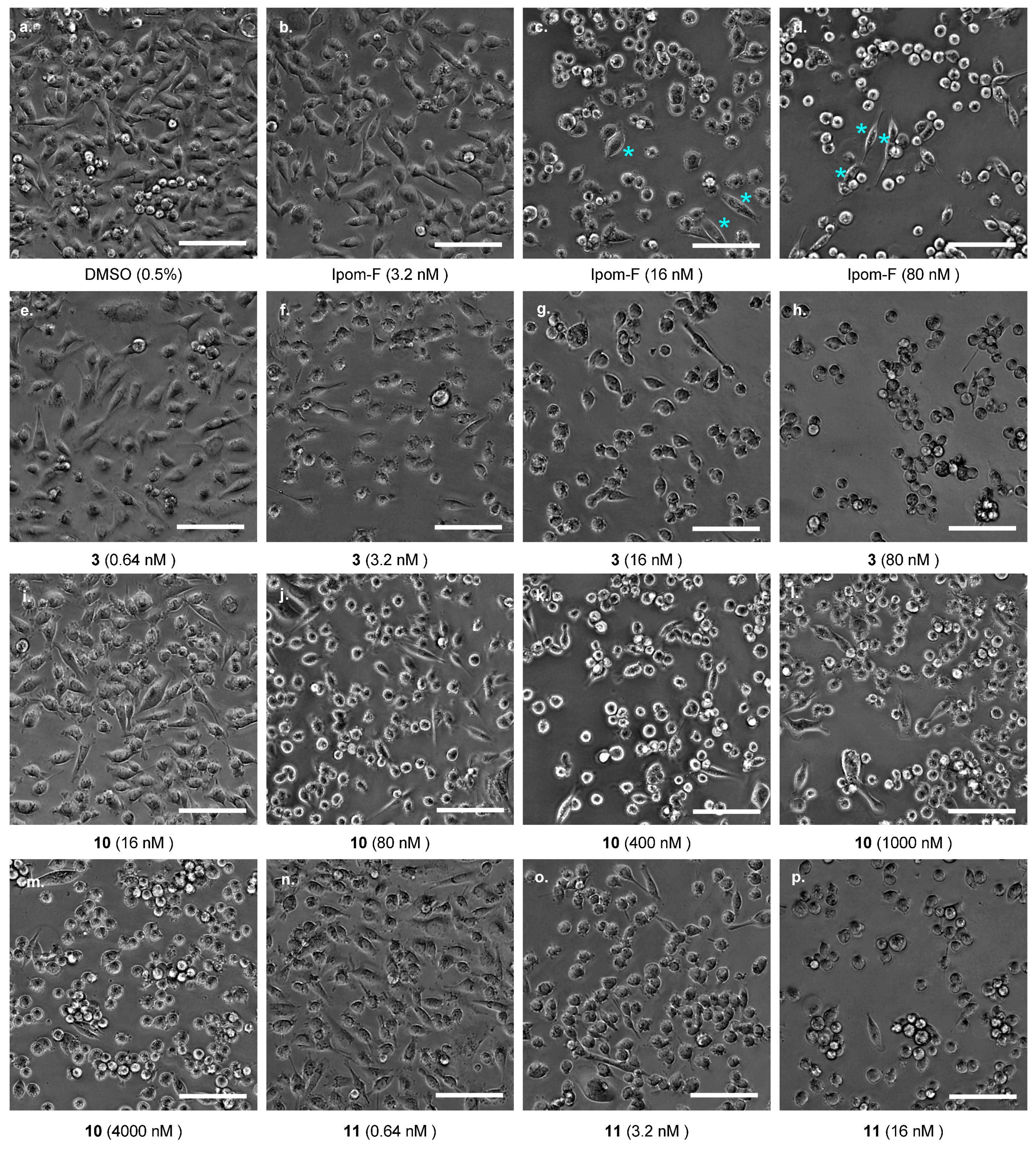 Molecules 30 00400 g005