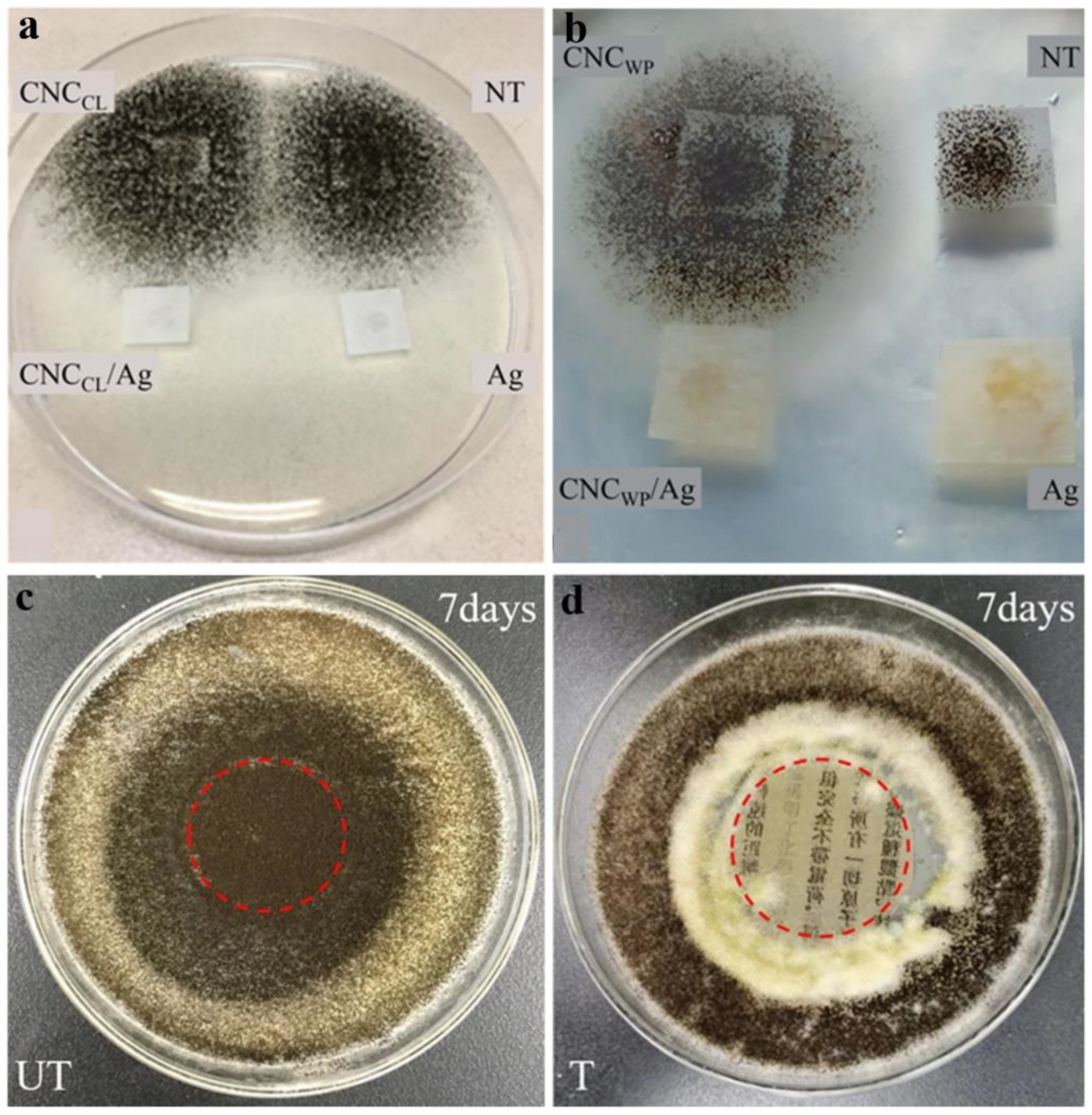 Molecules 30 00417 g007