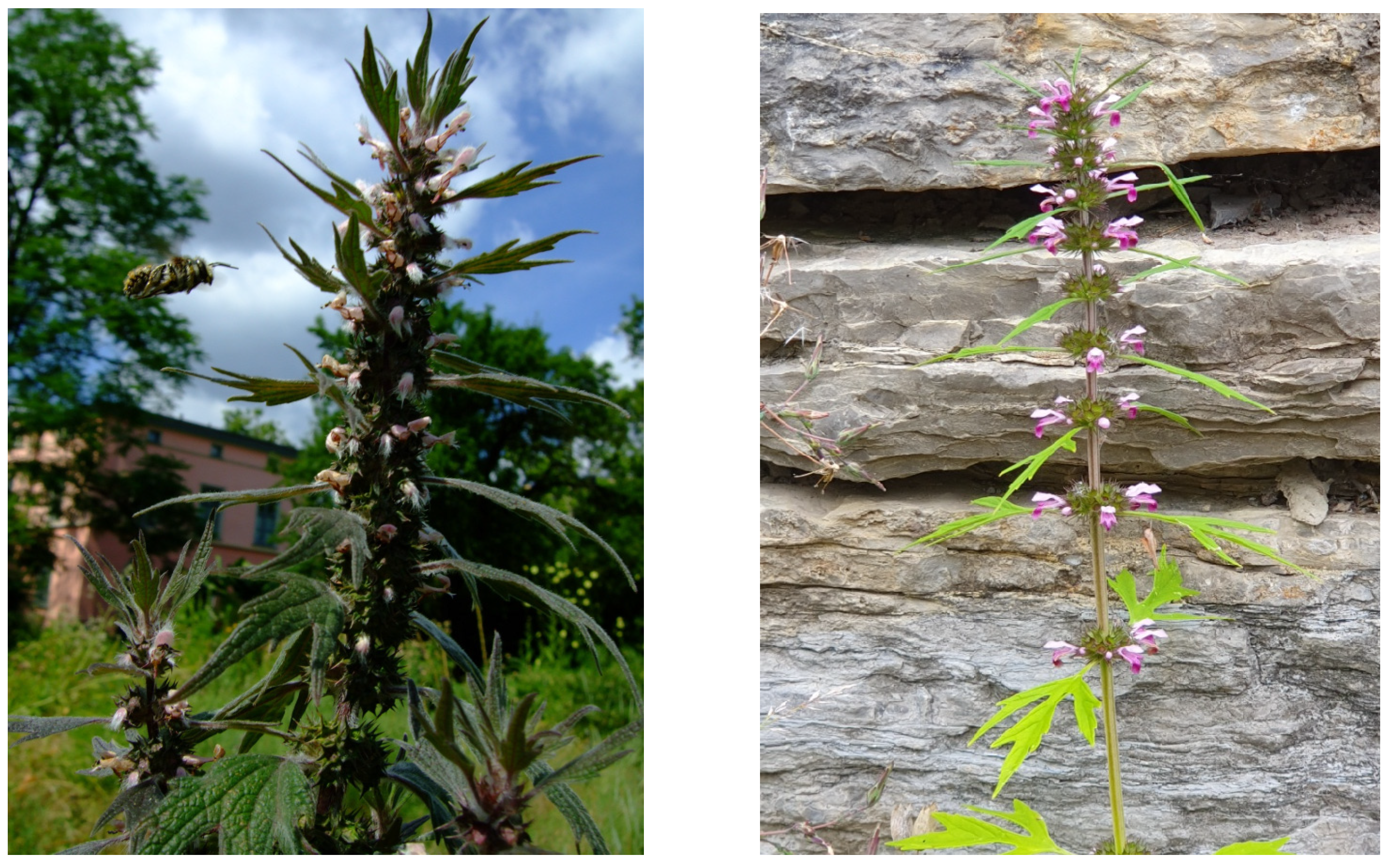 Molecules 30 00419 g001