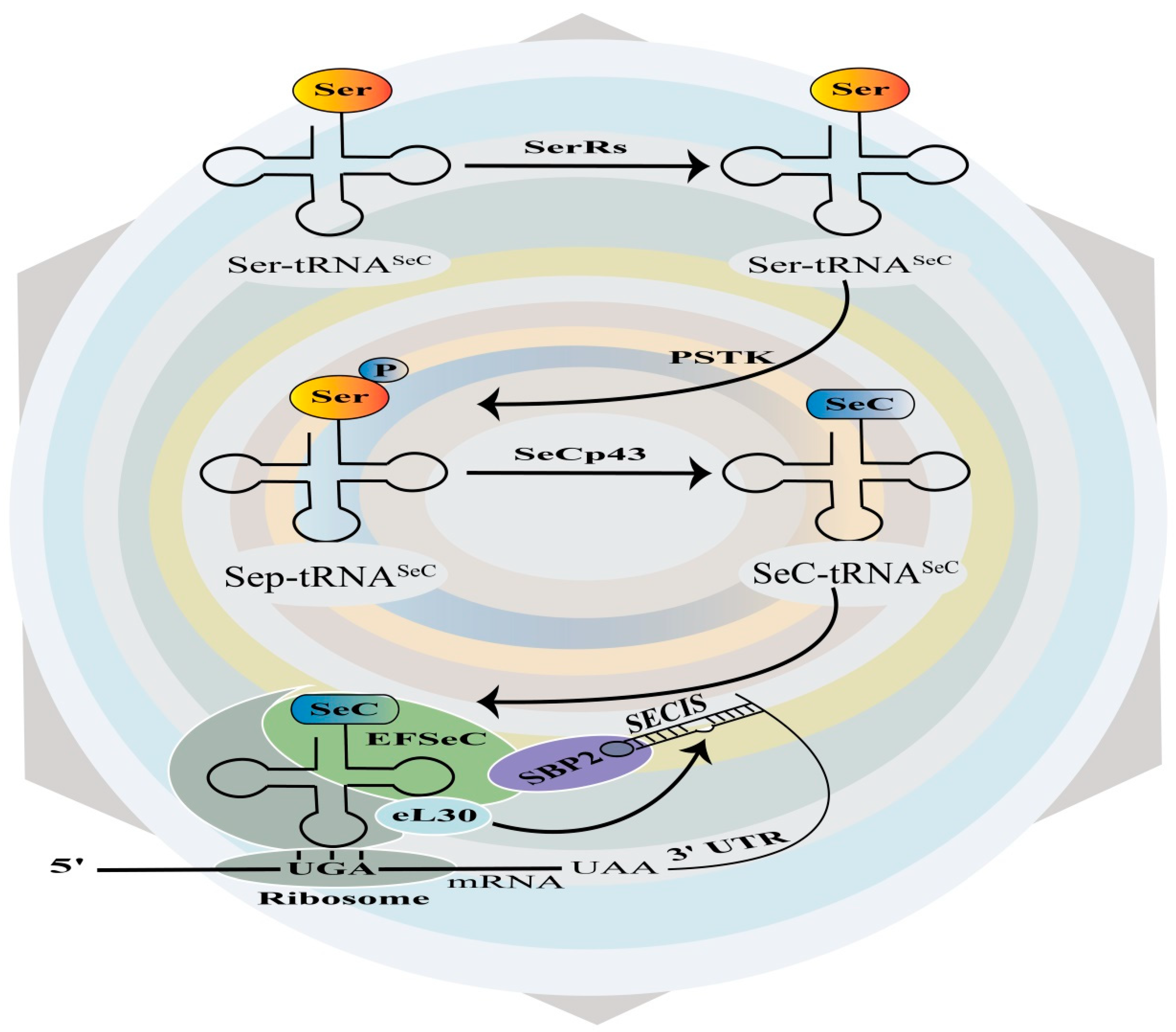 Molecules 30 00437 g002