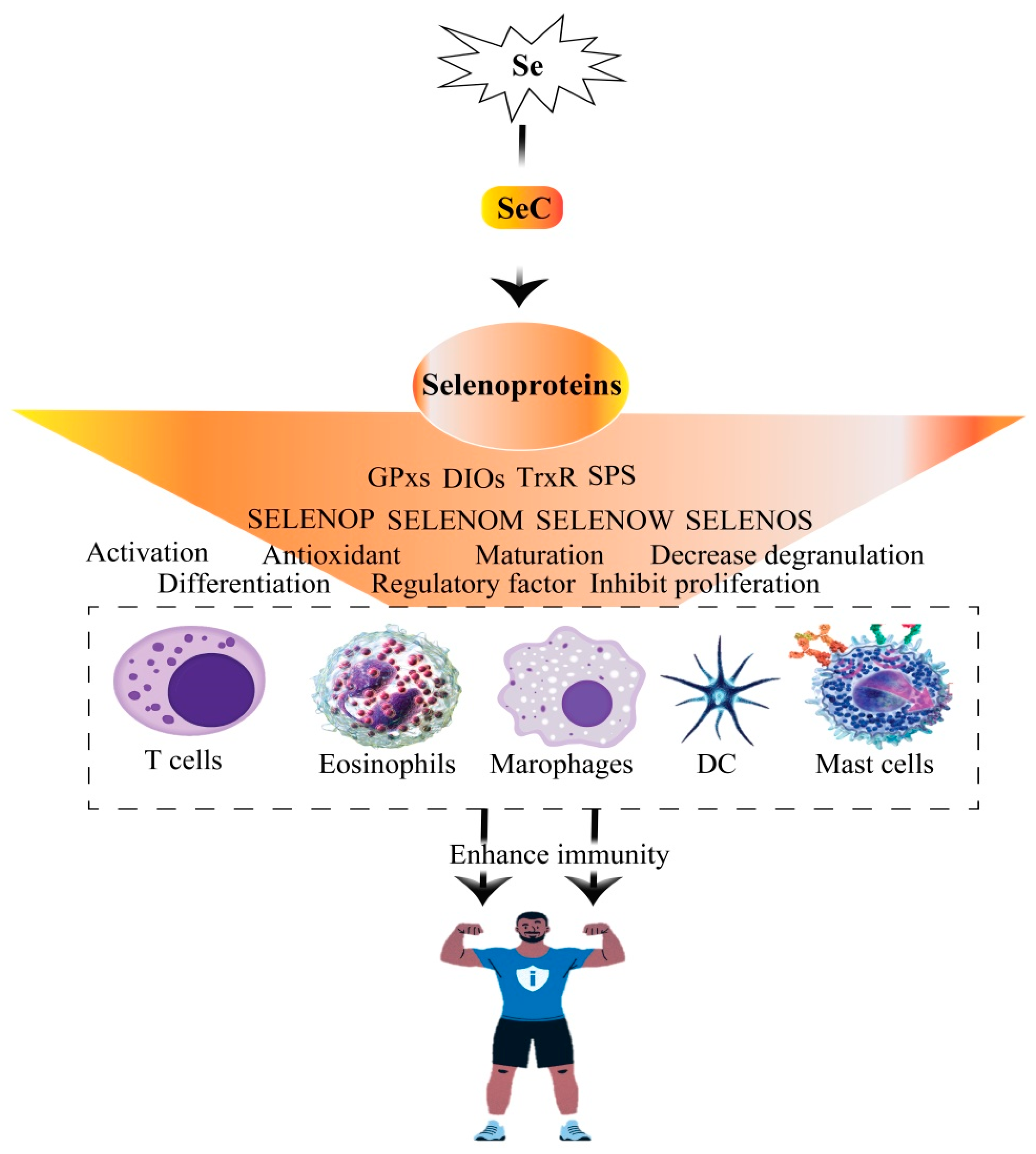 Molecules 30 00437 g009