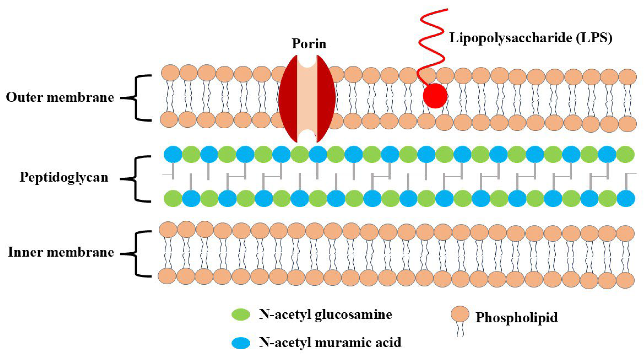 Molecules 30 00455 g003 Molecules 30 00455 g003