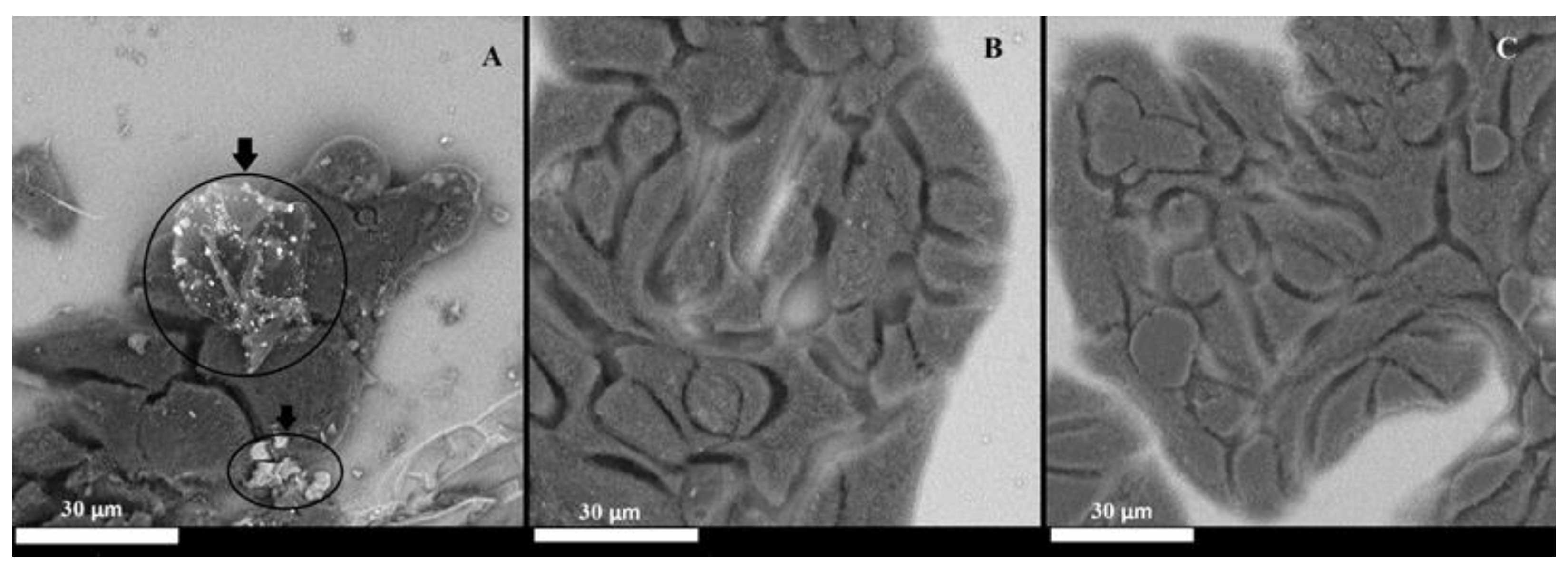 Molecules 30 00516 g003