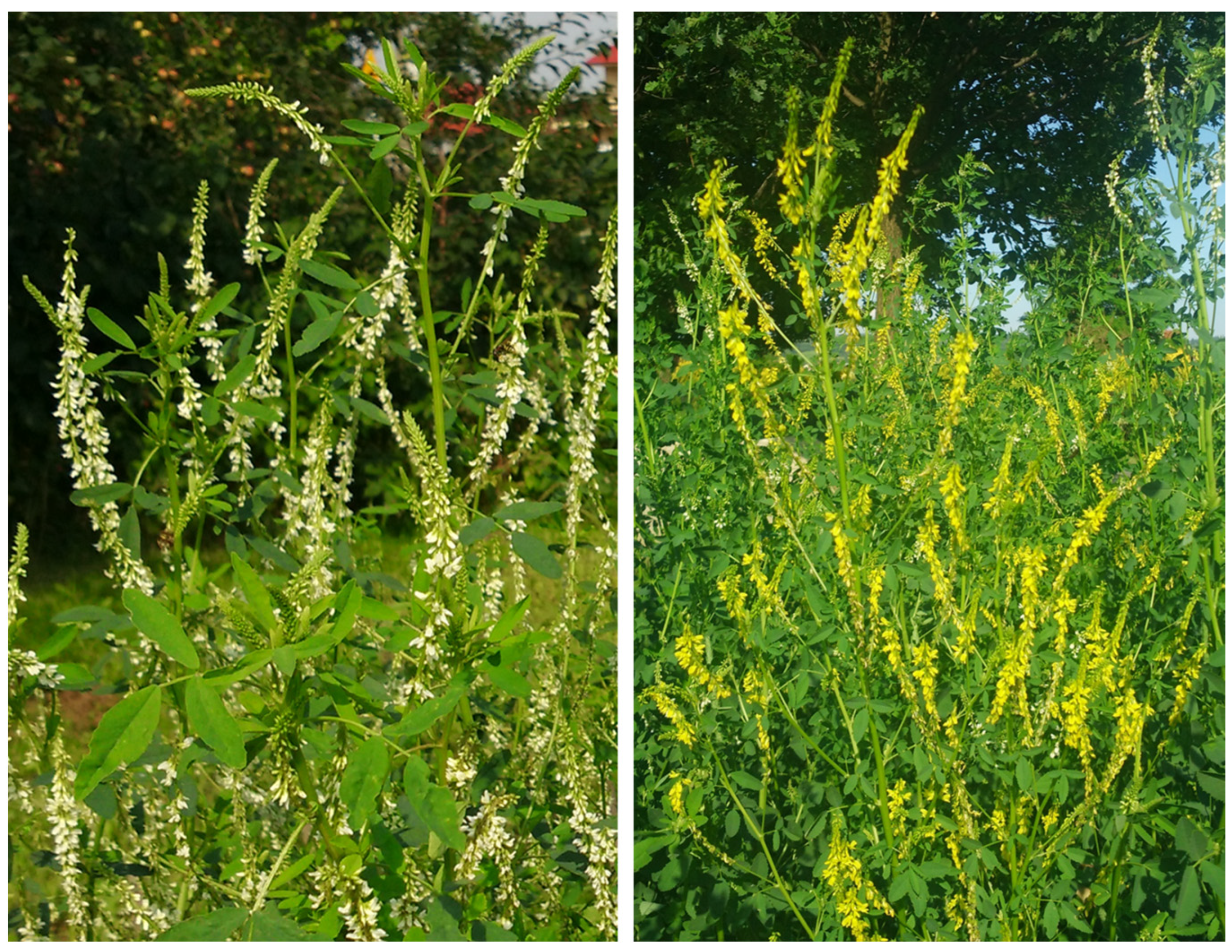 Molecules 30 00526 g003