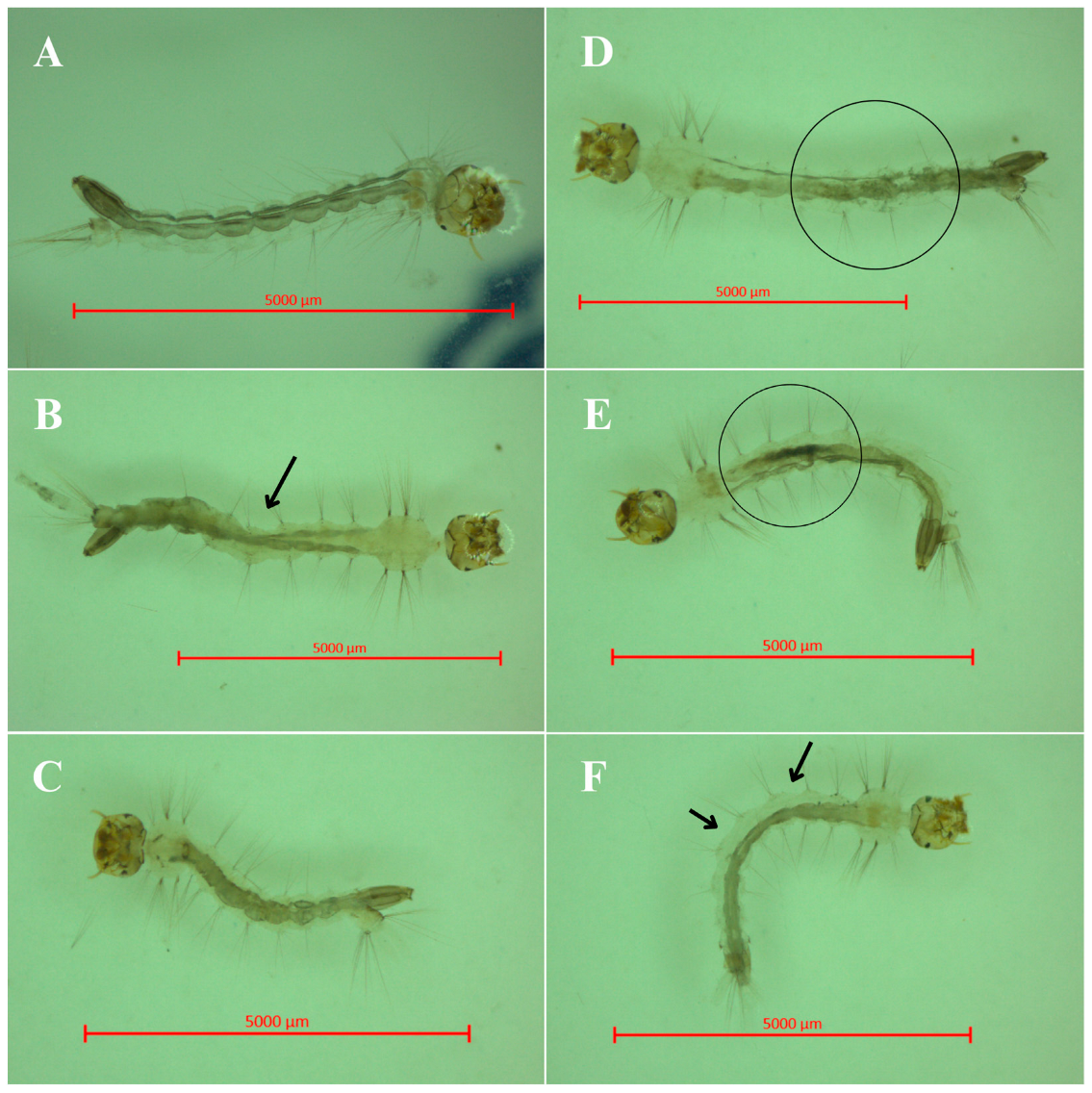 Molecules 30 00618 g002