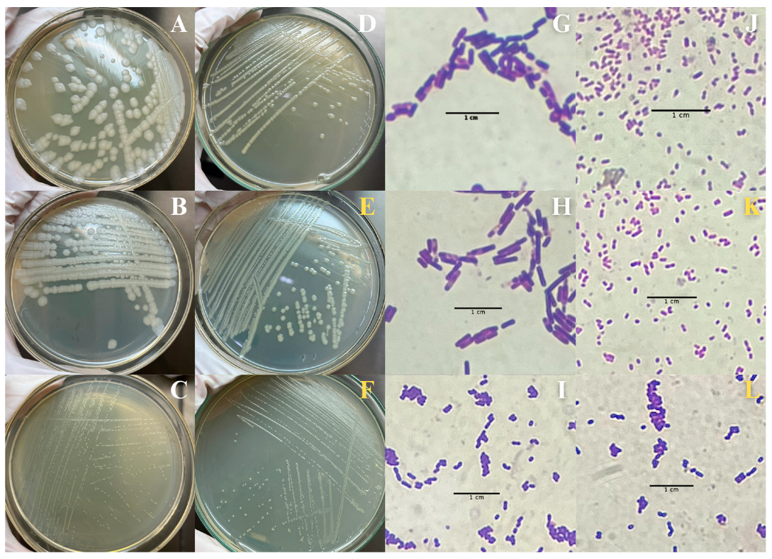 Molecules 30 00618 g003