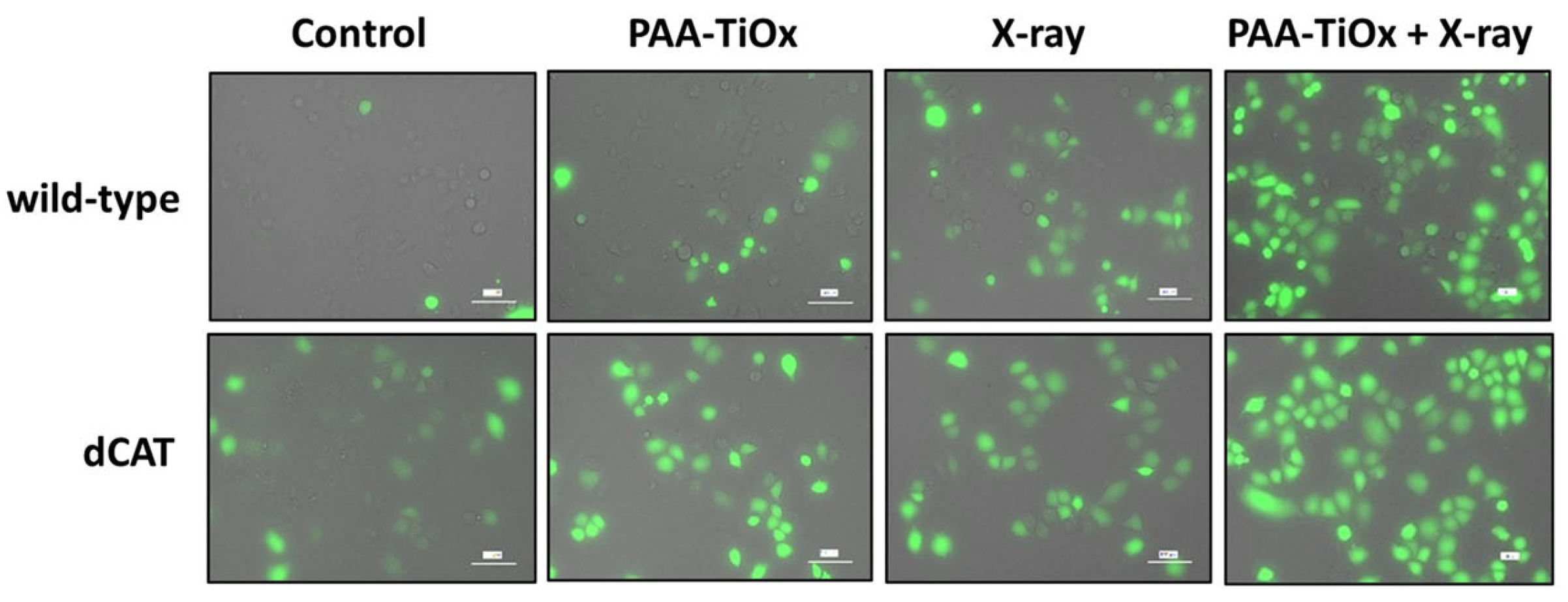 Molecules 30 00629 g003