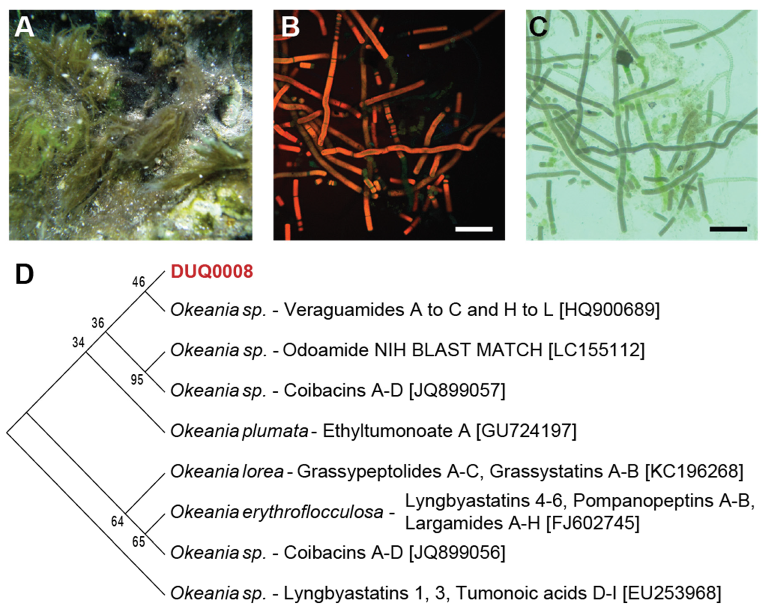 Molecules 30 00680 g003