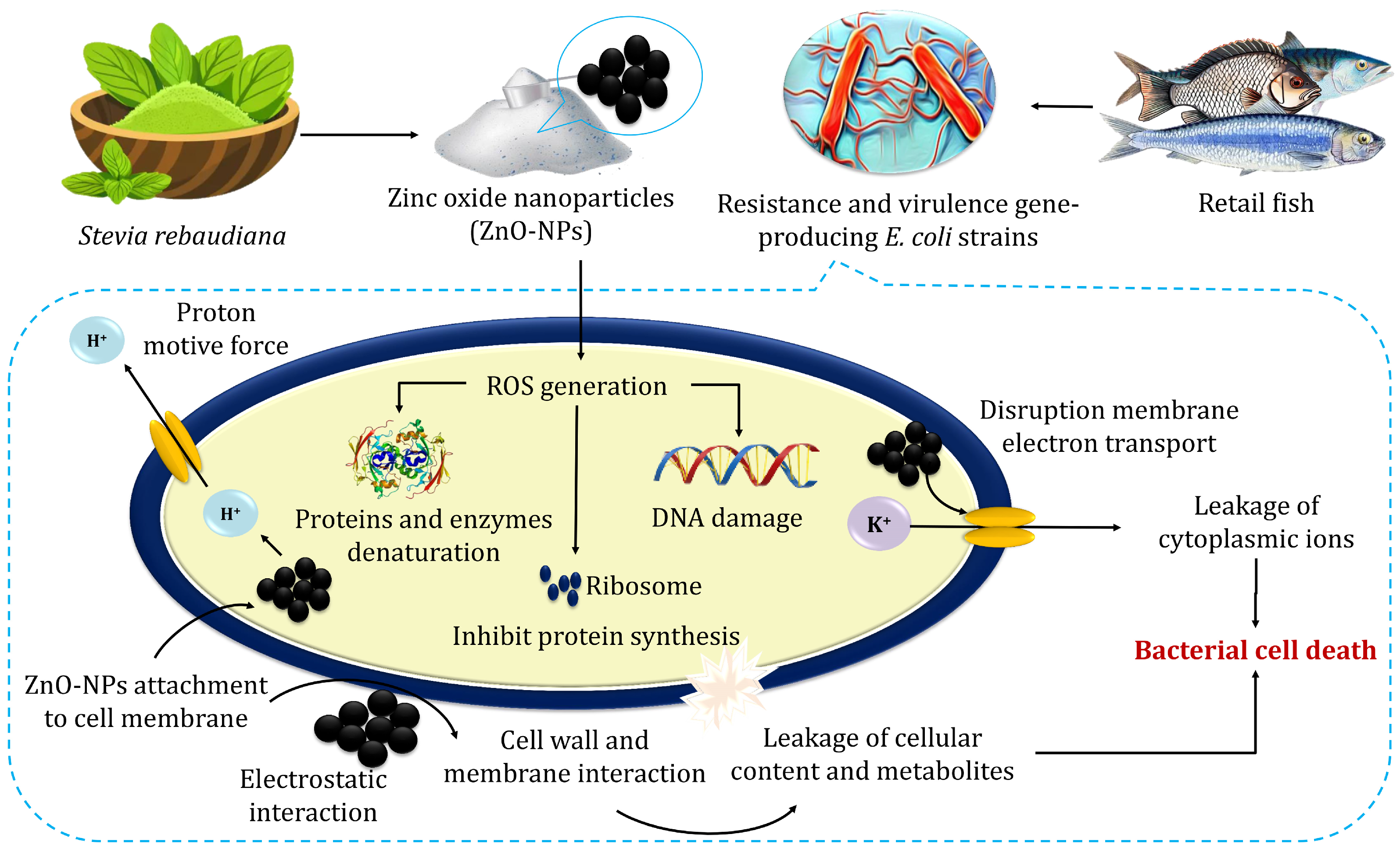 Molecules 30 00768 g005