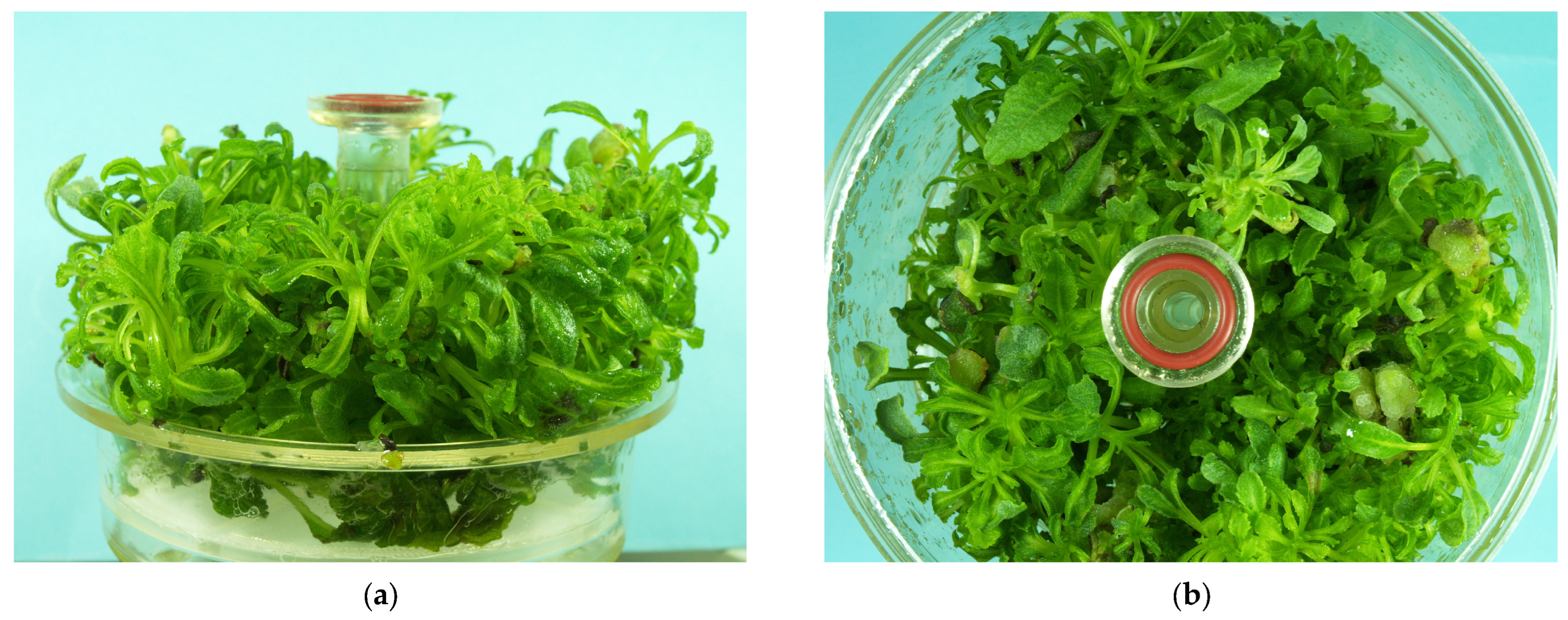 Molecules 30 00815 g001