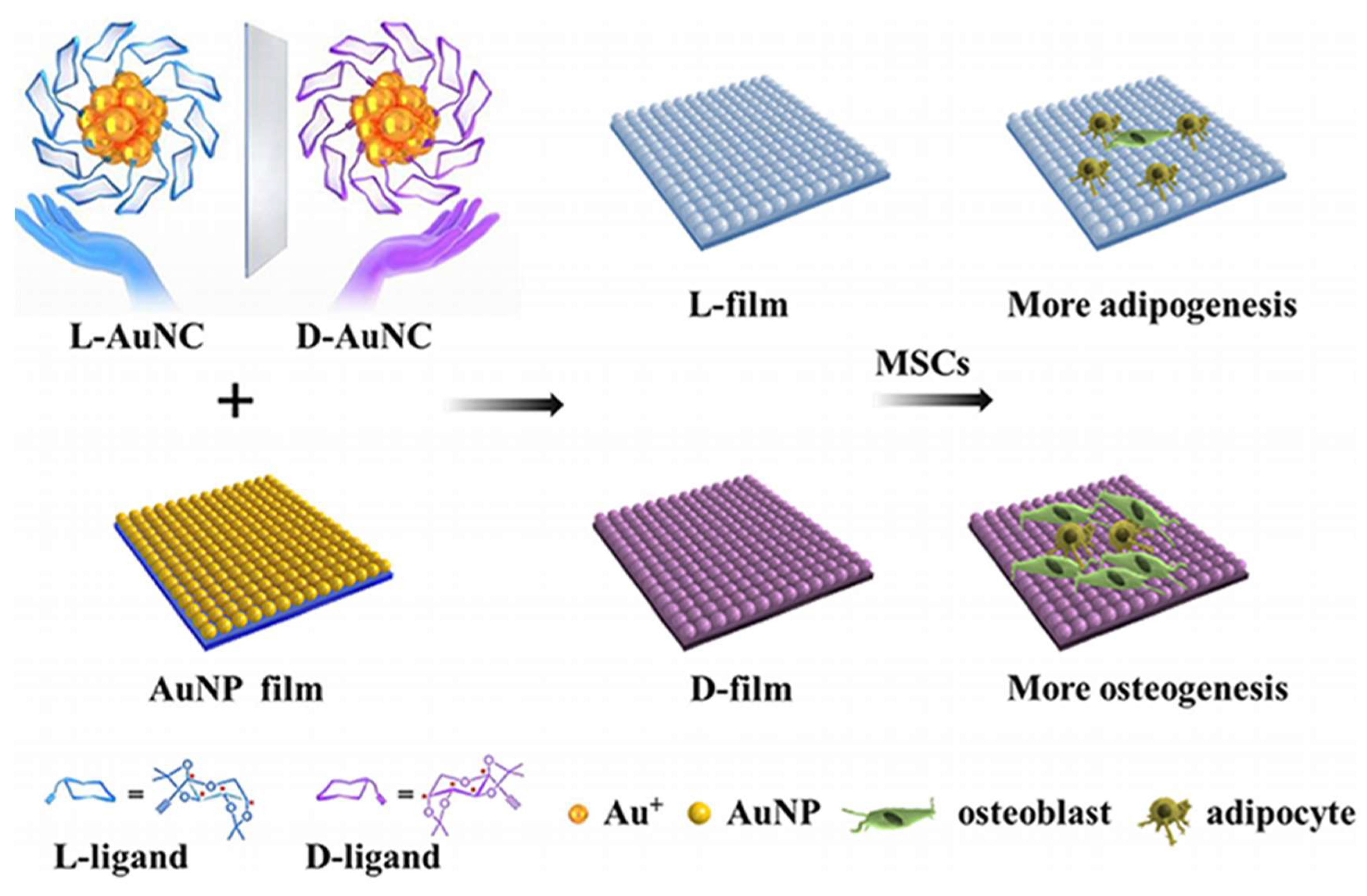 Molecules 30 00829 g006