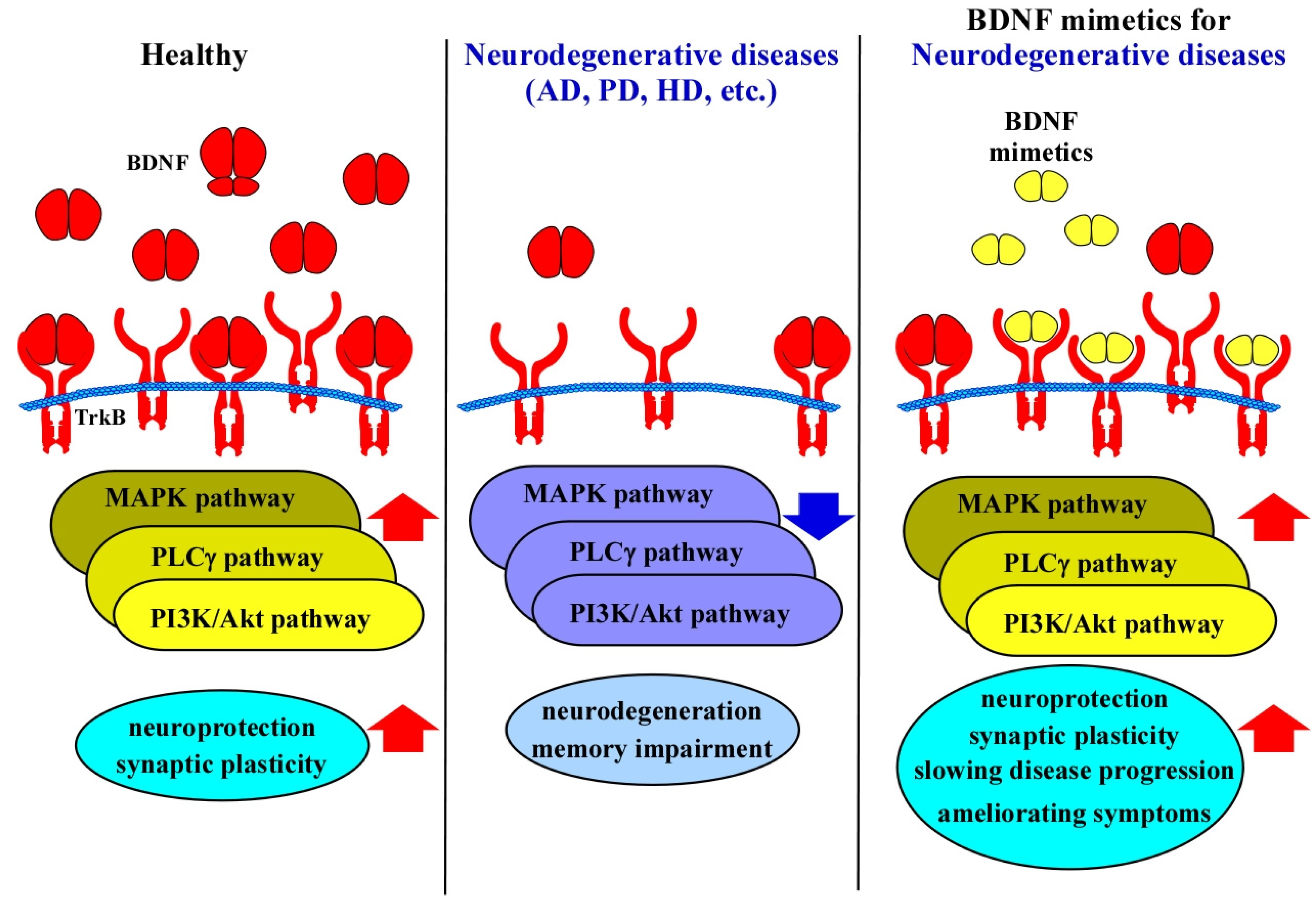 Molecules 30 00848 g003