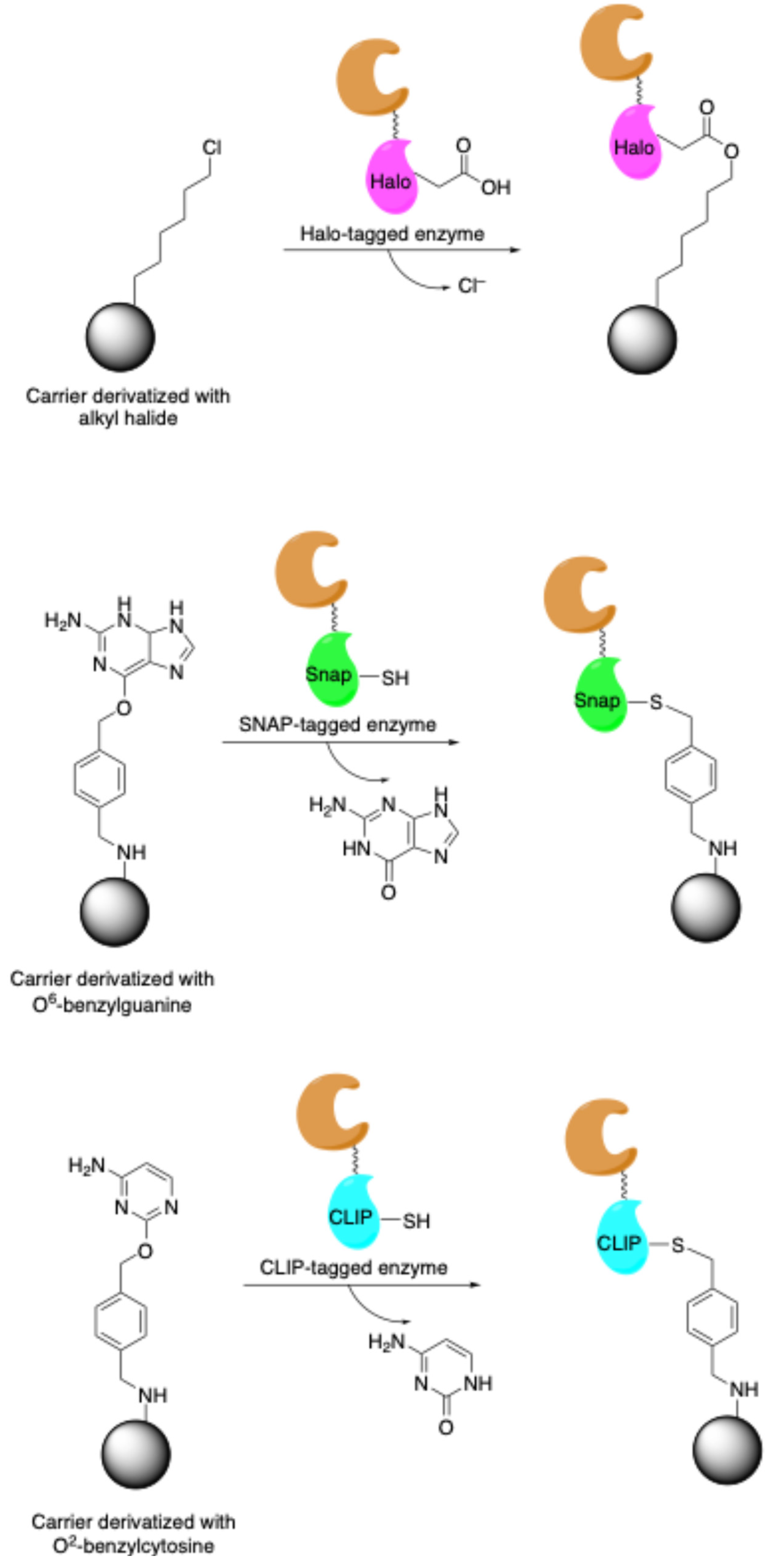 Molecules 30 00939 sch012