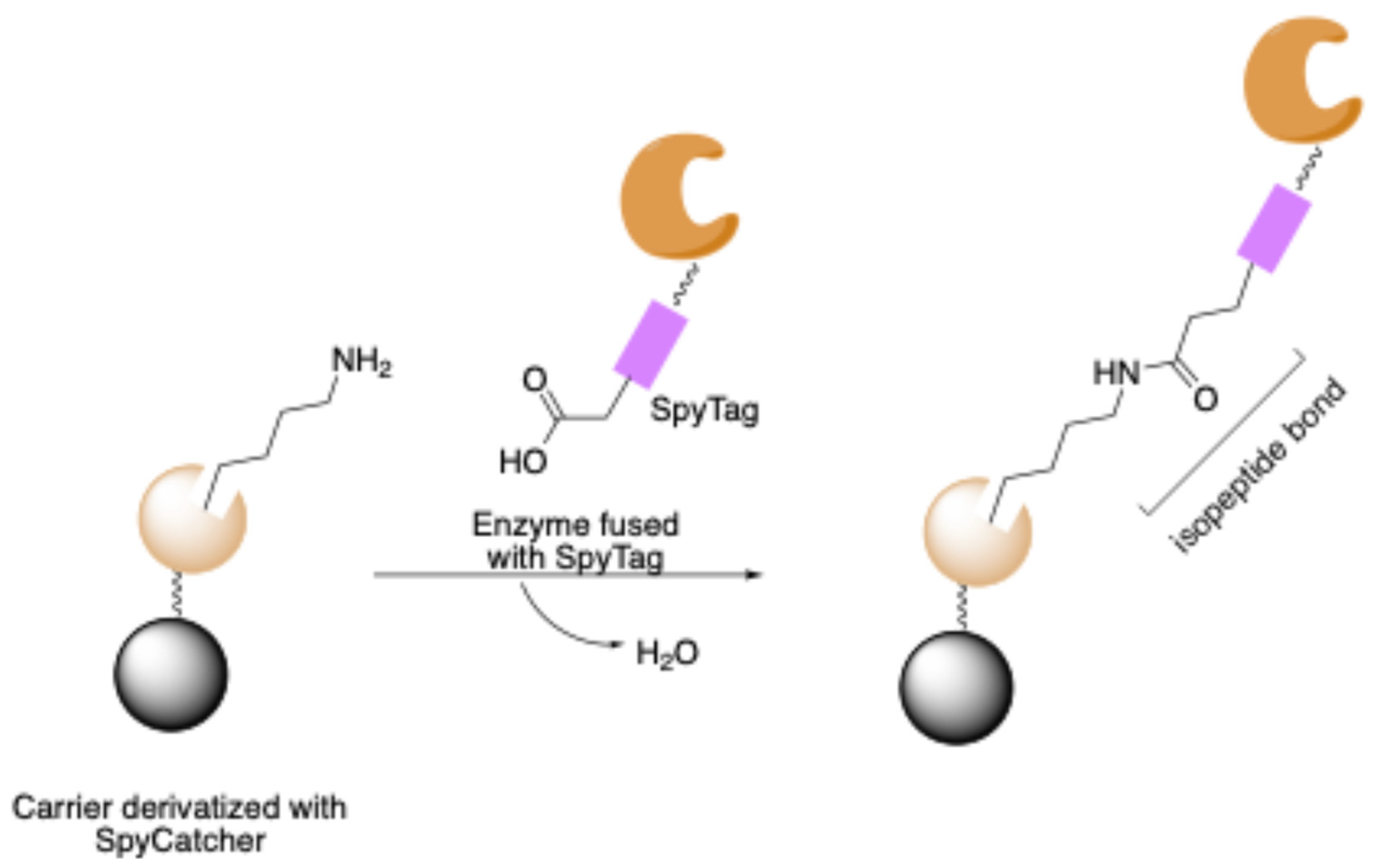 Molecules 30 00939 sch013